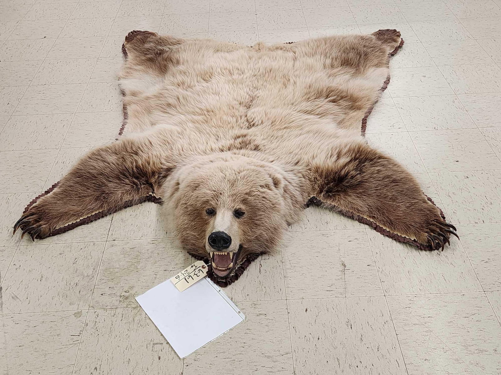 Blonde Phase Russian Brown Bear Rug Taxidermy: 63.61 THICK prime fur big claws intact unusual colors double felt edges durable padded backing big head overall dimensions about 62" wide x 83" long
