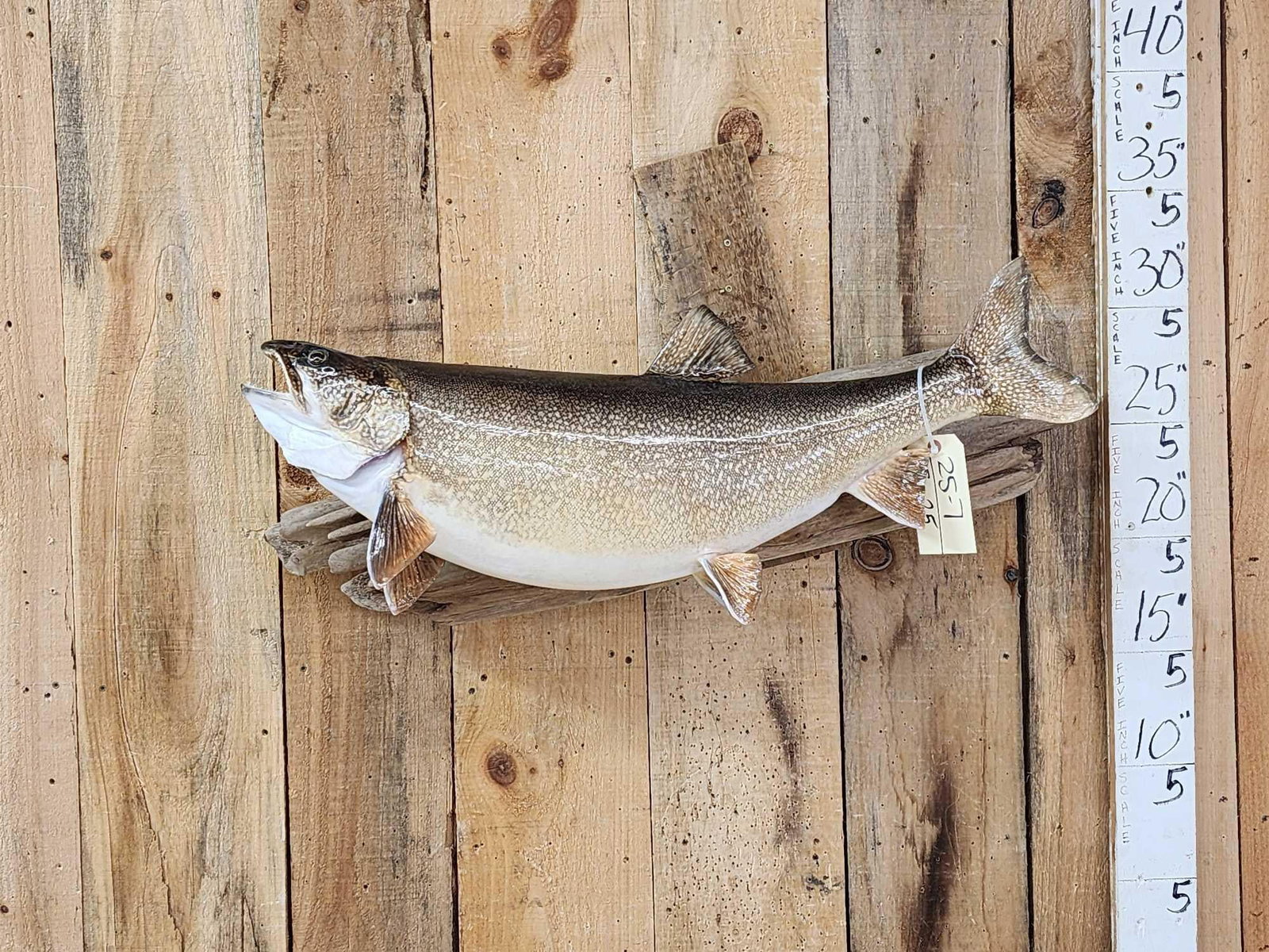 32" Lake Trout Real Skin Fish Taxidermy: 25.7 Nicely done mount great paint artwork on driftwood