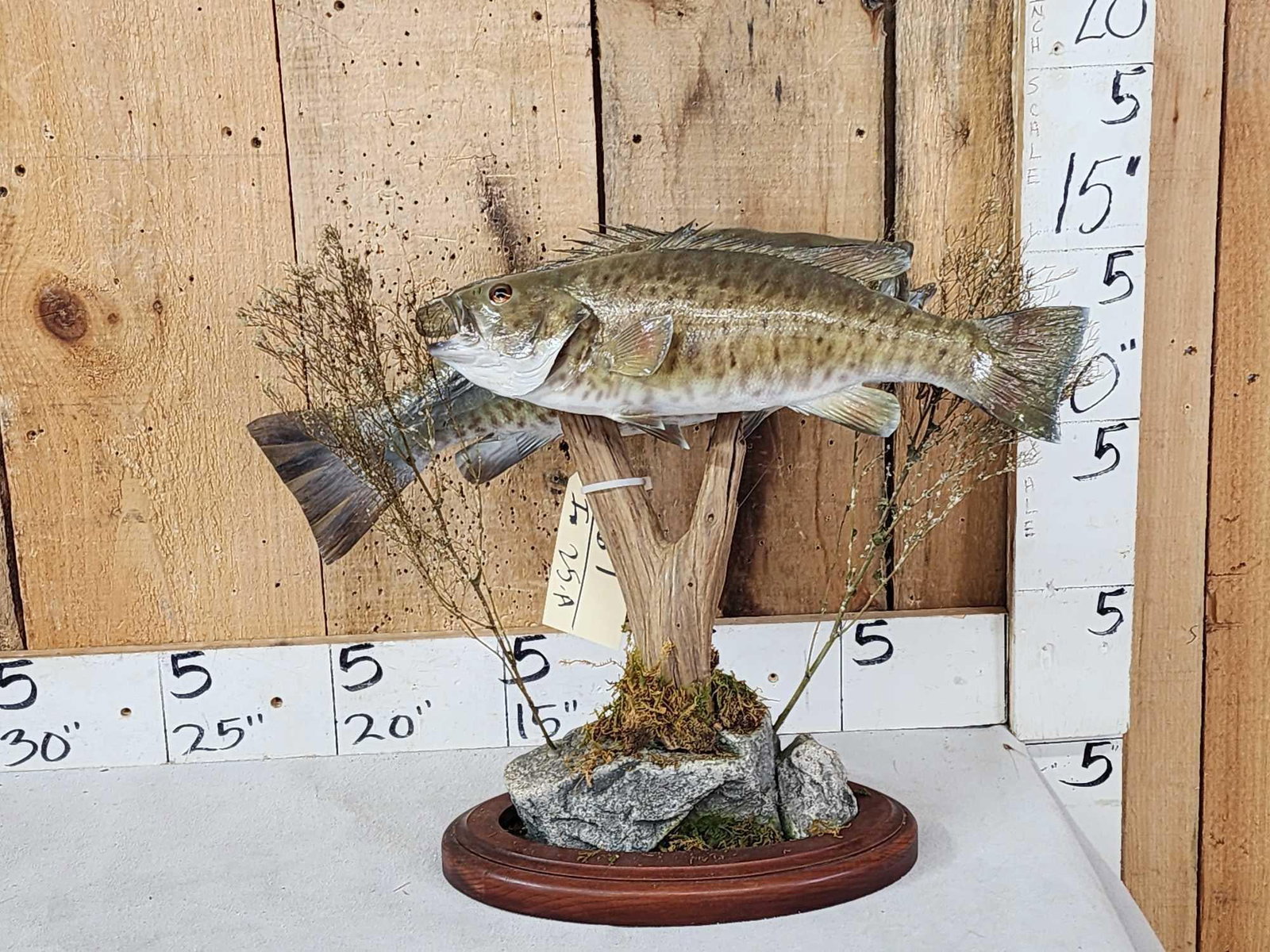 18" & 16" Smallmouth Bass Double Sided Real Skin Fish Taxidermy (1 of 9)