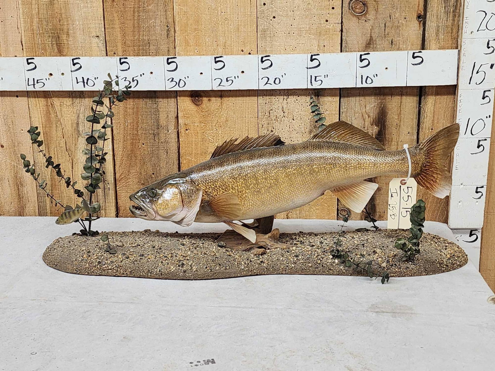 31" Walleye Real Skin Fish Taxidermy (1 of 7)