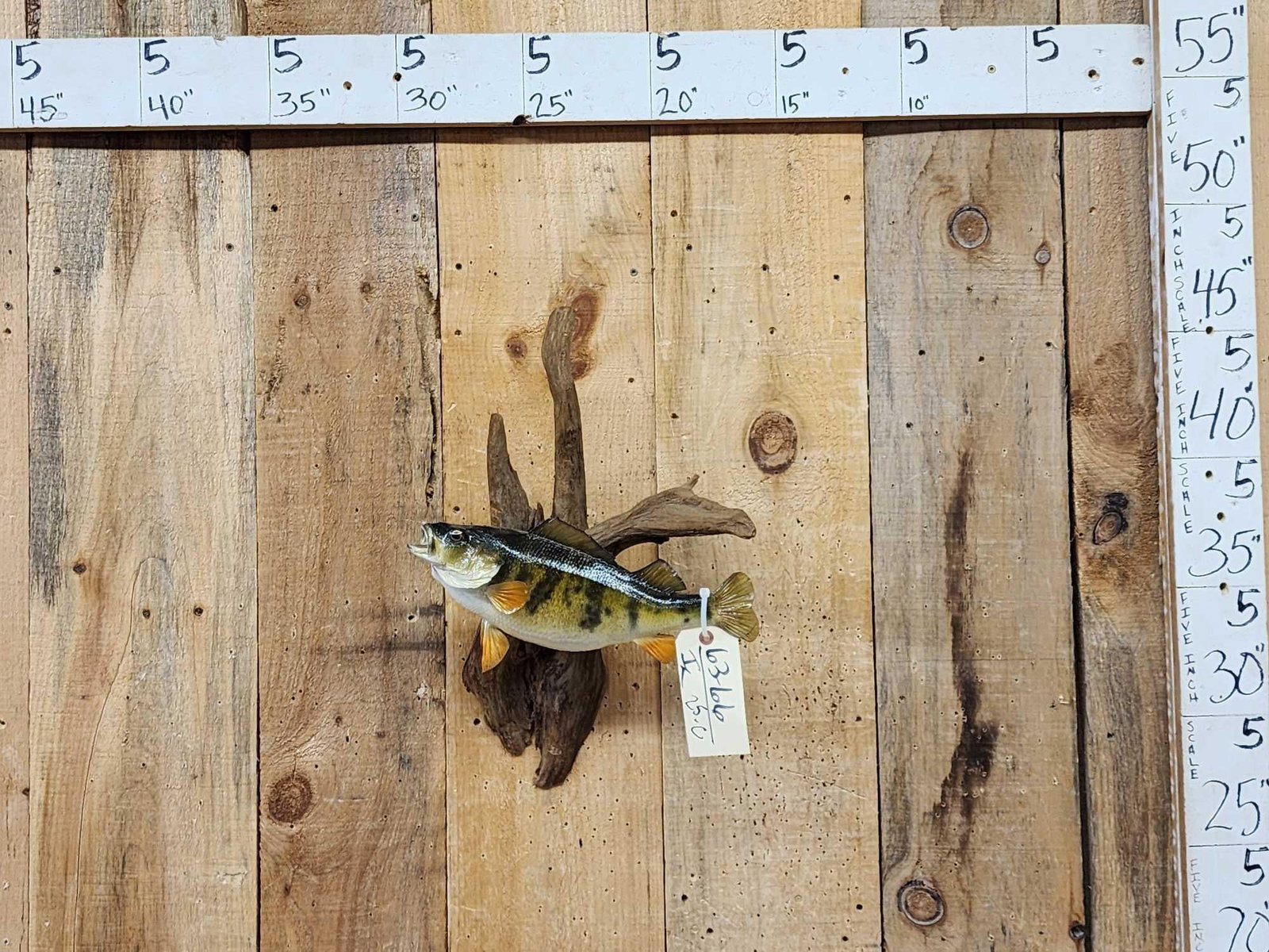 14" Yellow Perch Real Skin Fish Taxidermy: 63.66 Nice mount great paint artwork on driftwood
