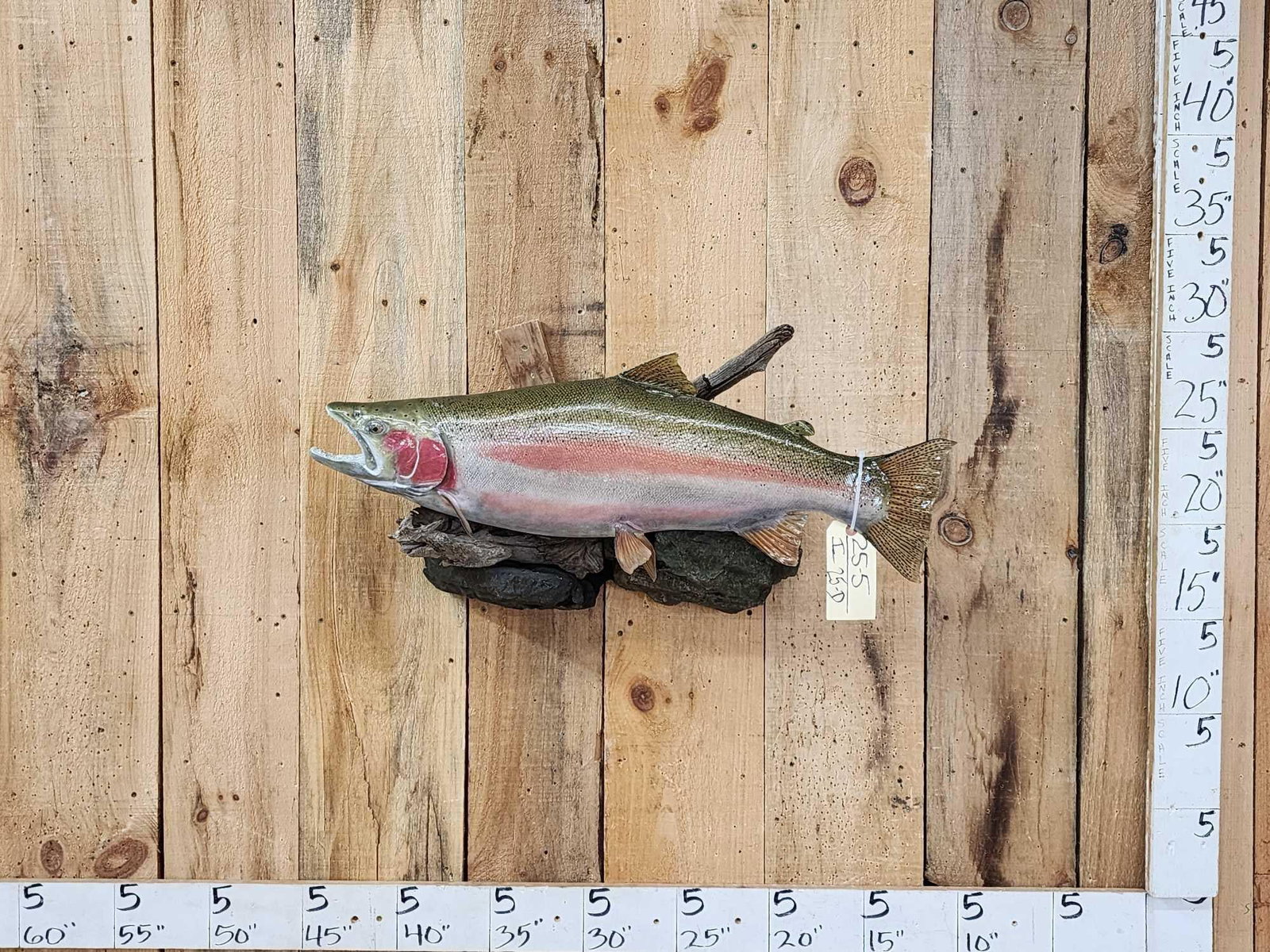 31" Rainbow Trout Real Skin Fish Taxidermy (1 of 5)