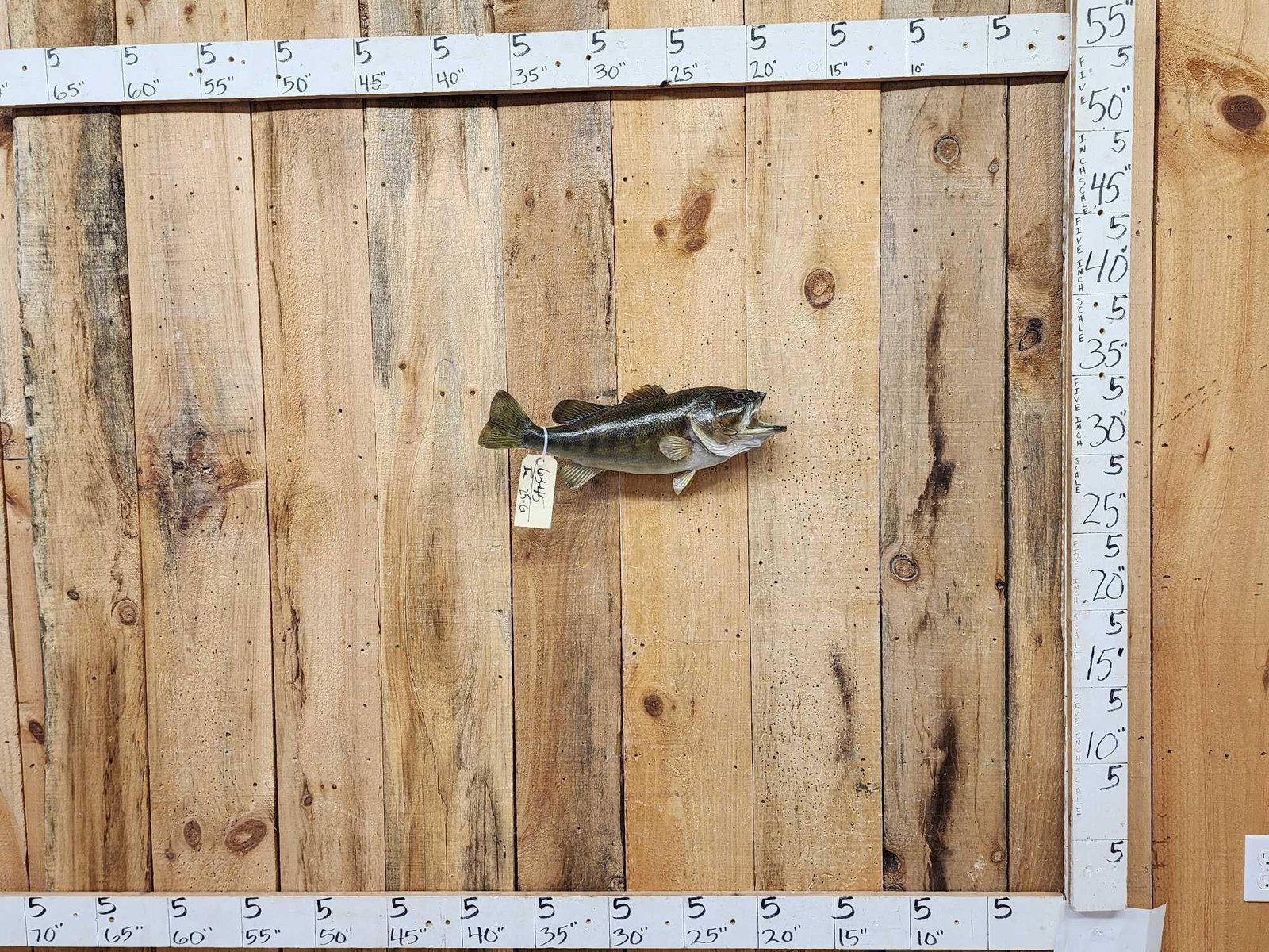 20" Bass Real Skin Fish Taxidermy: 63.45 Nice mount