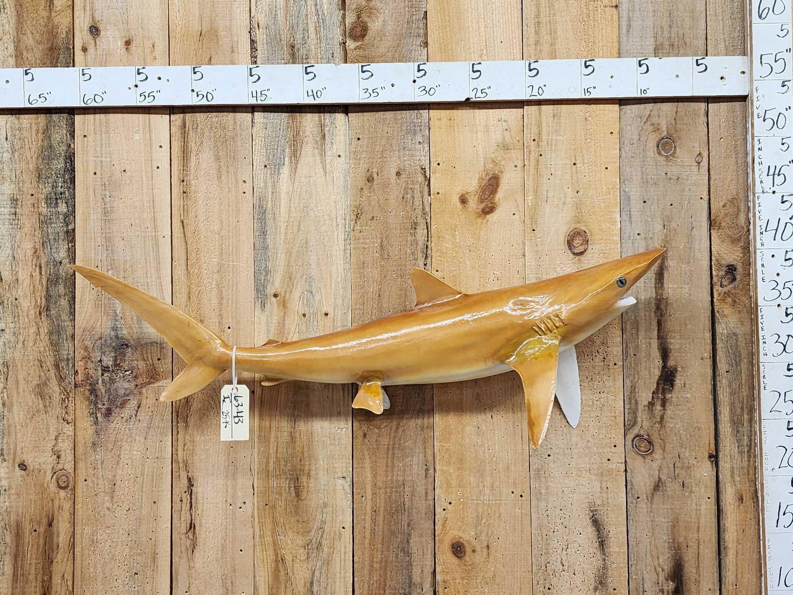 50" Shark Reproduction Fish Taxidermy: 63.43 Great look