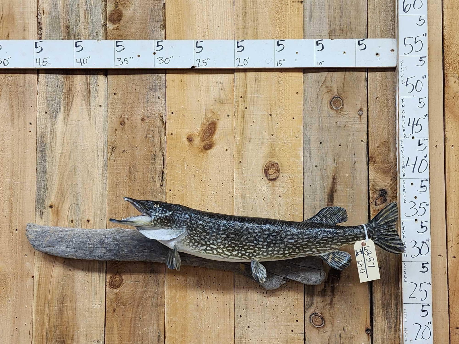 34" Northern Pike Real Skin Fish Taxidermy: 63.57 Nice mount on driftwood
