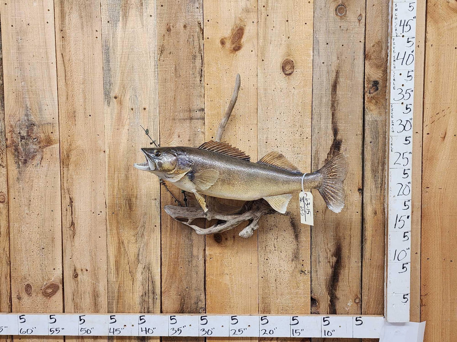 31" Walleye Real Skin Fish Taxidermy: 63.15 Nicely done mount natural look good paint artwork on driftwood
