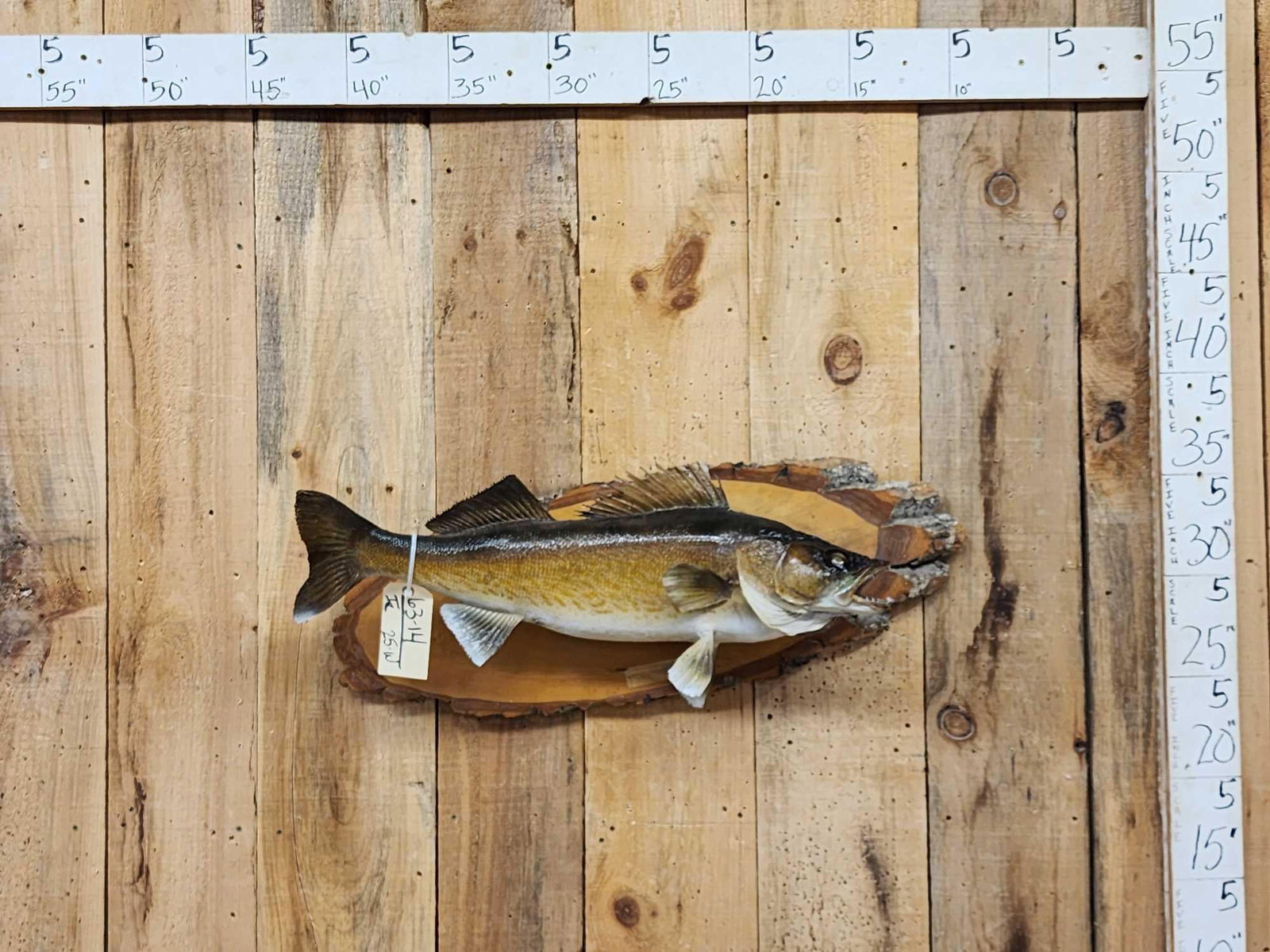 29" Walleye Real Skin Fish Taxidermy (1 of 4)