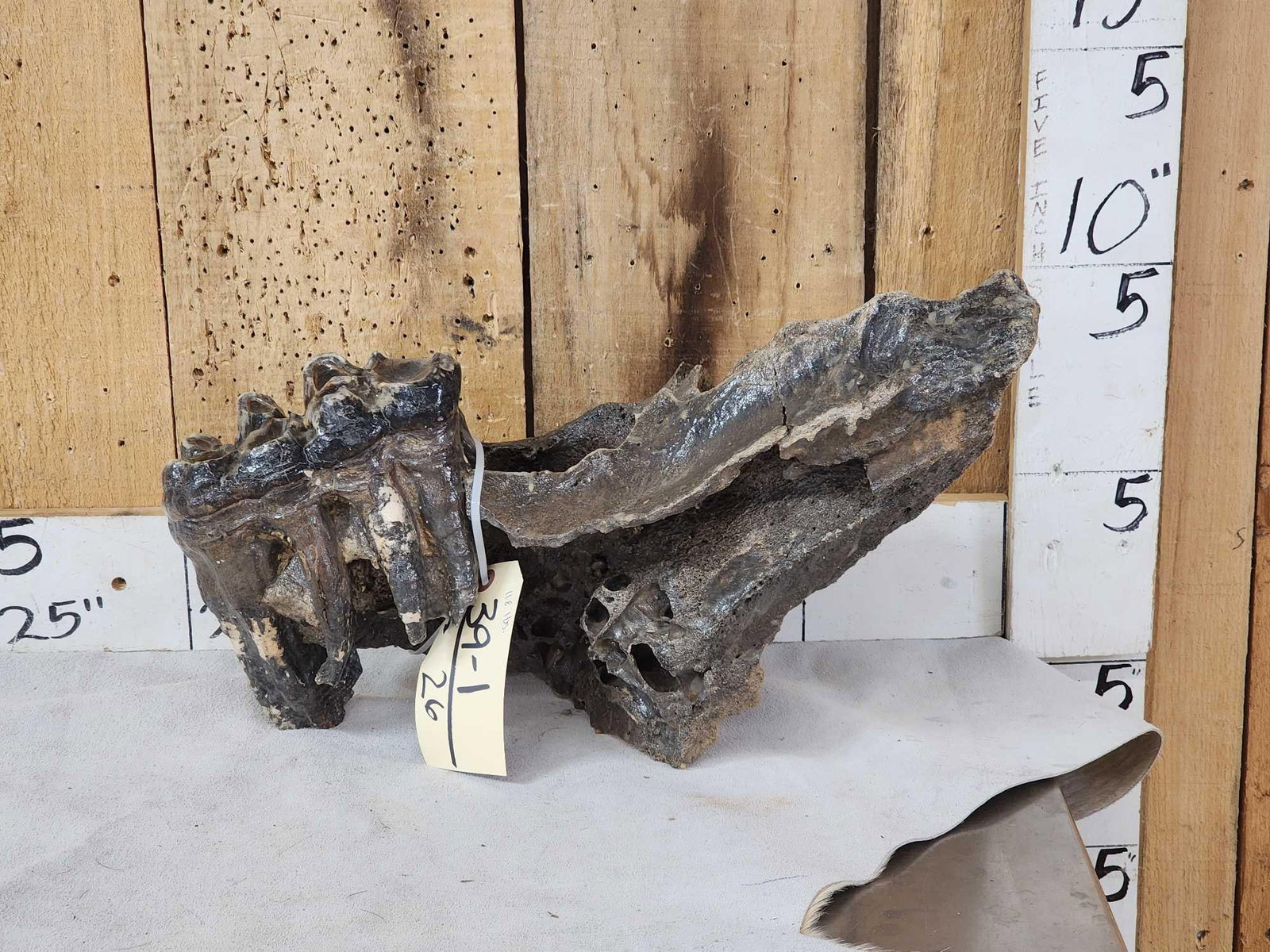 Ancient Woolly Mammoth Molar In Jaw Section: 39.1 Tens of thousands of years old very complete Molar with root system awesome look 11.8 lbs stabilized nice self displaying piece!