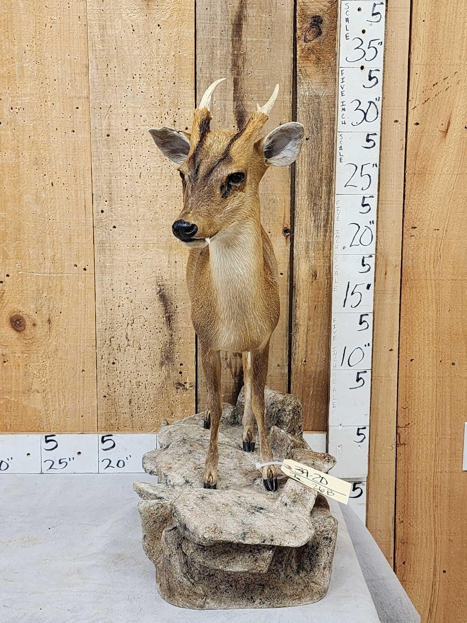 Asian Muntjac Full Body Taxidermy Mount (1 of 10)