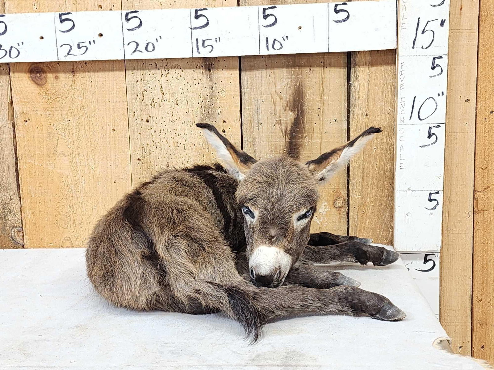 Baby Donkey Full Body Taxidermy Mount (1 of 6)