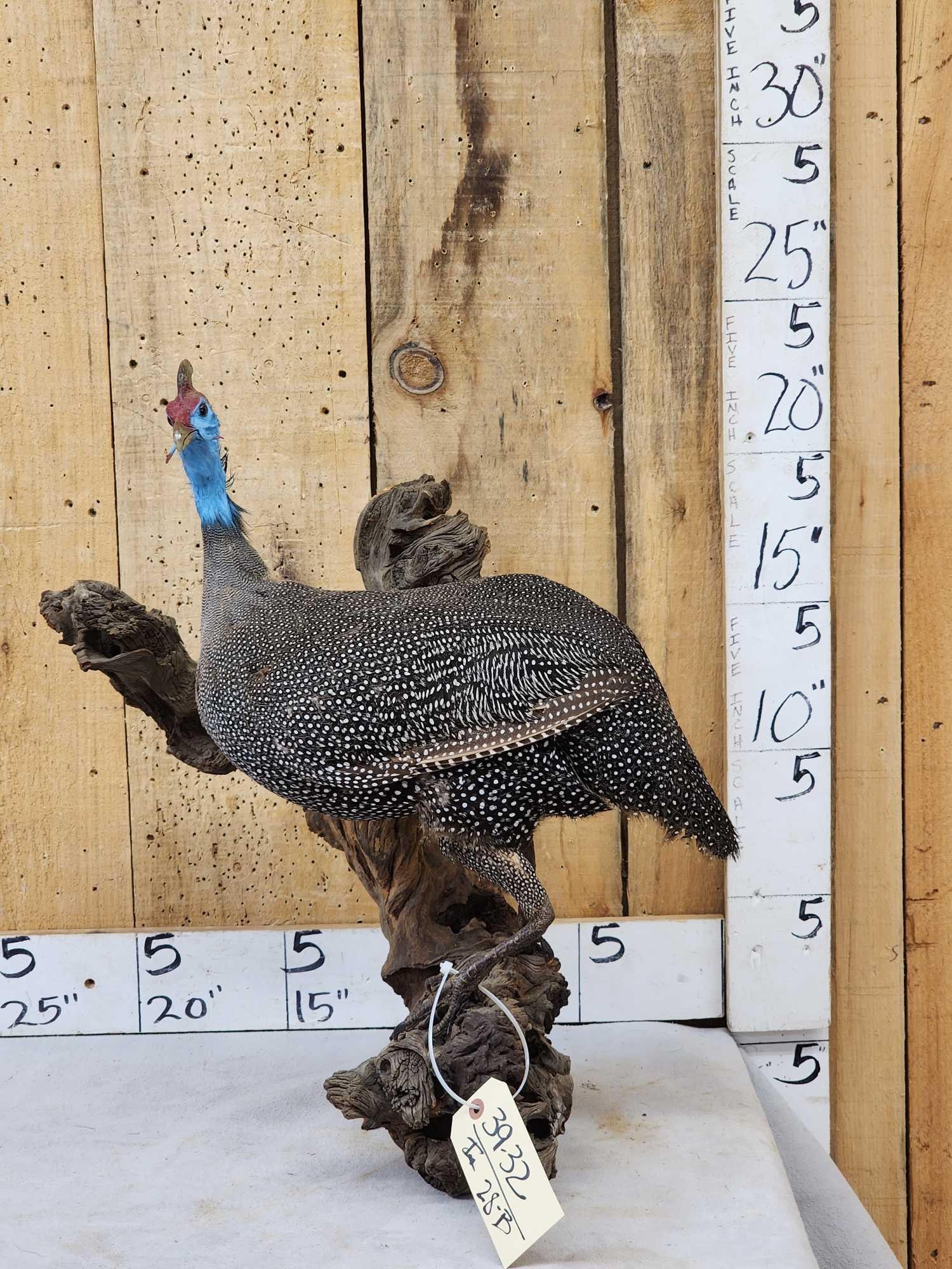 African Helmeted Guinea Fowl Full Body Bird Taxidermy: 39.32 Nice mount great markings on natural wood base