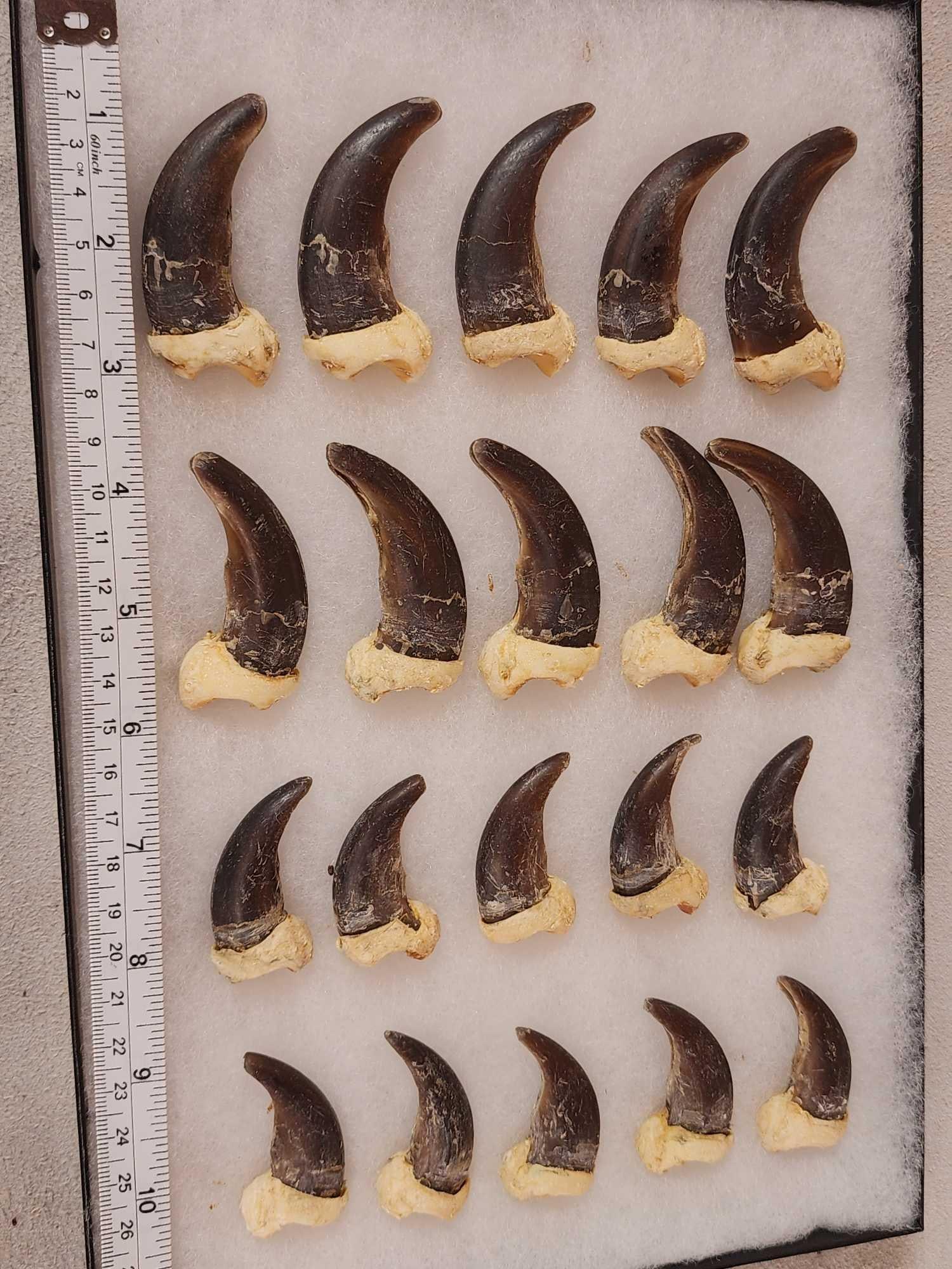 Complete Set Of 20 Alaskan Brown Bear Claws Taxidermy: 6.22 Great for crafts or jewelry complete set front back claws
