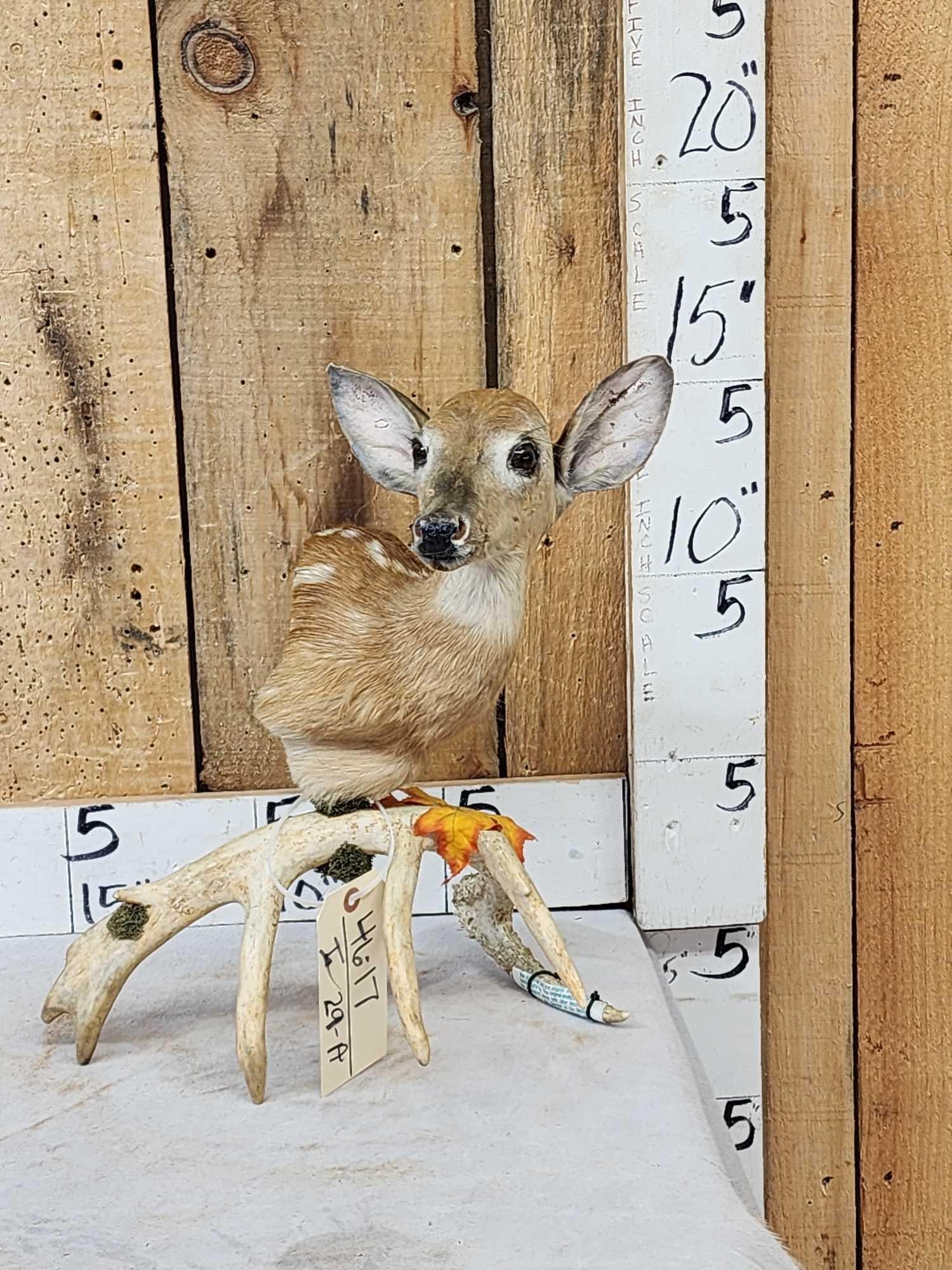 Whitetail Fawn Table Top Pedestal Taxidermy Mount: 46.17 Awesome look