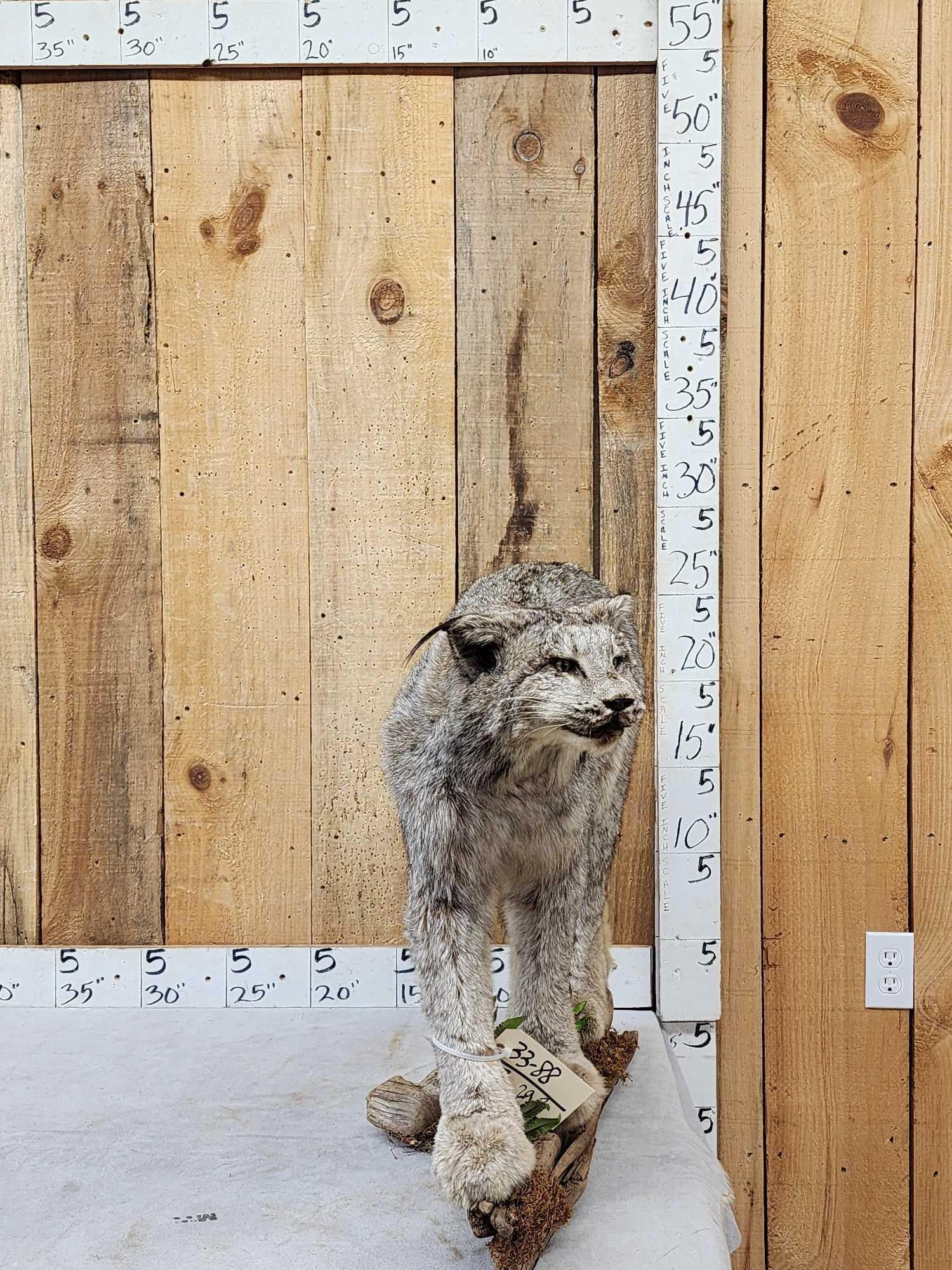 Alaskan Lynx Full Body Taxidermy Mount: 33.88 Thick prime fur huge paws great colors on driftwood