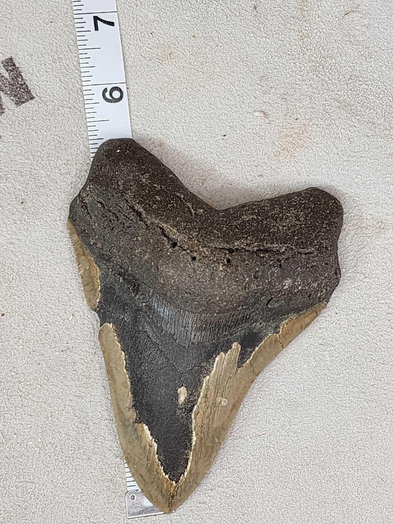 Big Fossilized Megalodon Shark Tooth (1 of 5)