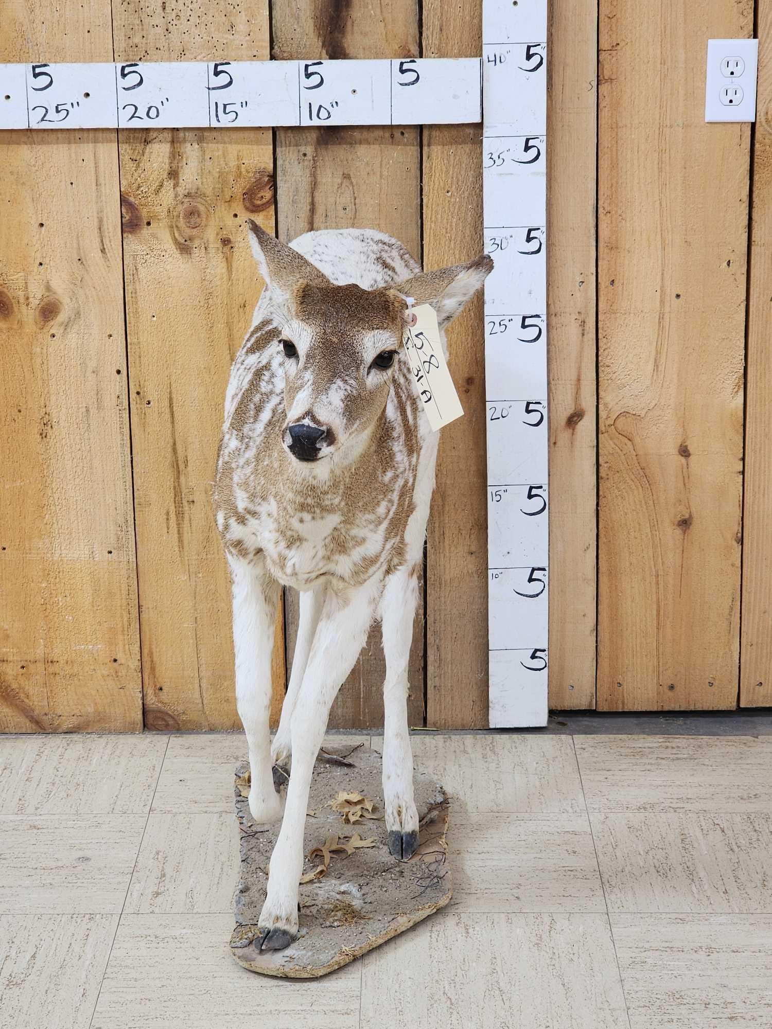 Piebald Whitetail Button Buck Full Body Taxidermy Mount: 5.8 Awesome markings nice mount came out of a diorama bolt him down anywhere in your display
