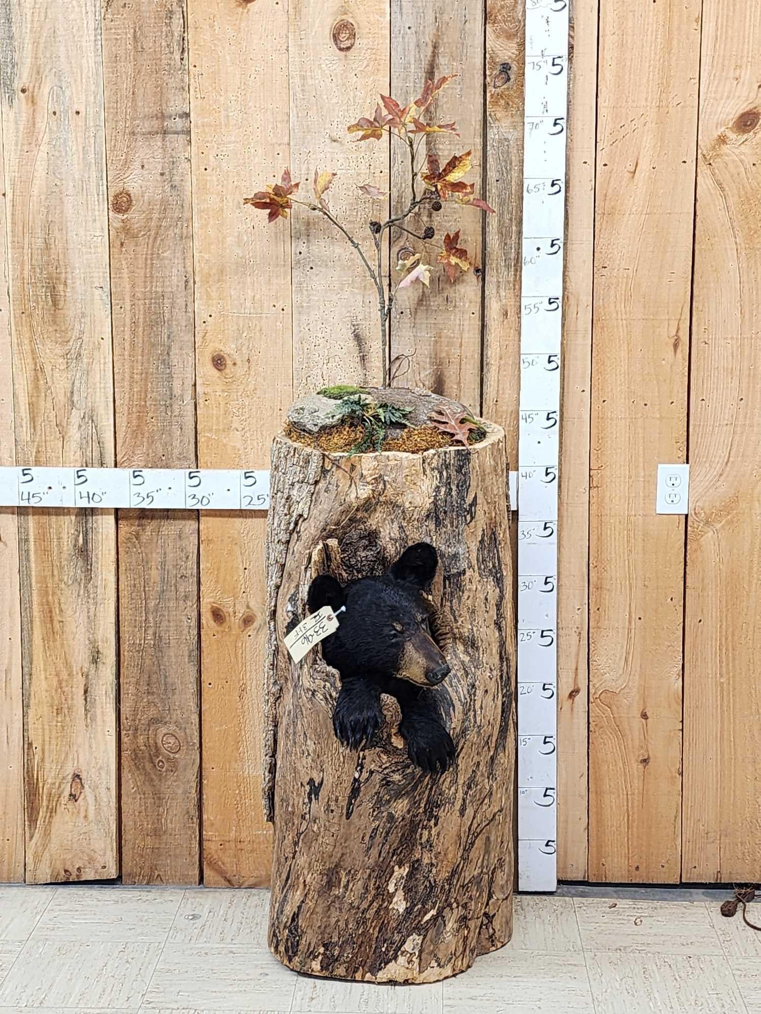 Black Bear In A Hollow Log Taxidermy Mount (1 of 9)