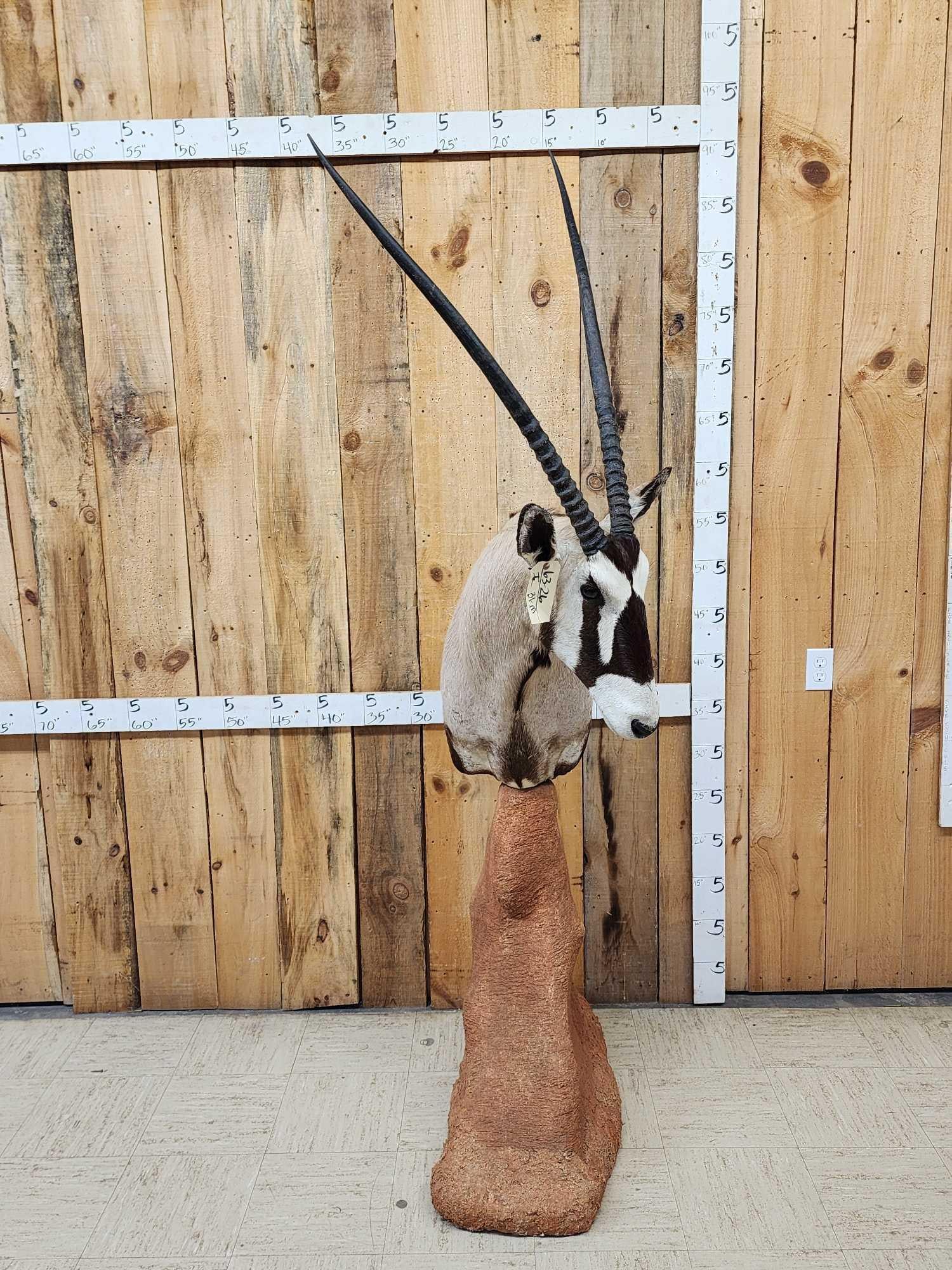 African Gemsbok Pedestal Taxidermy Mount (1 of 9)