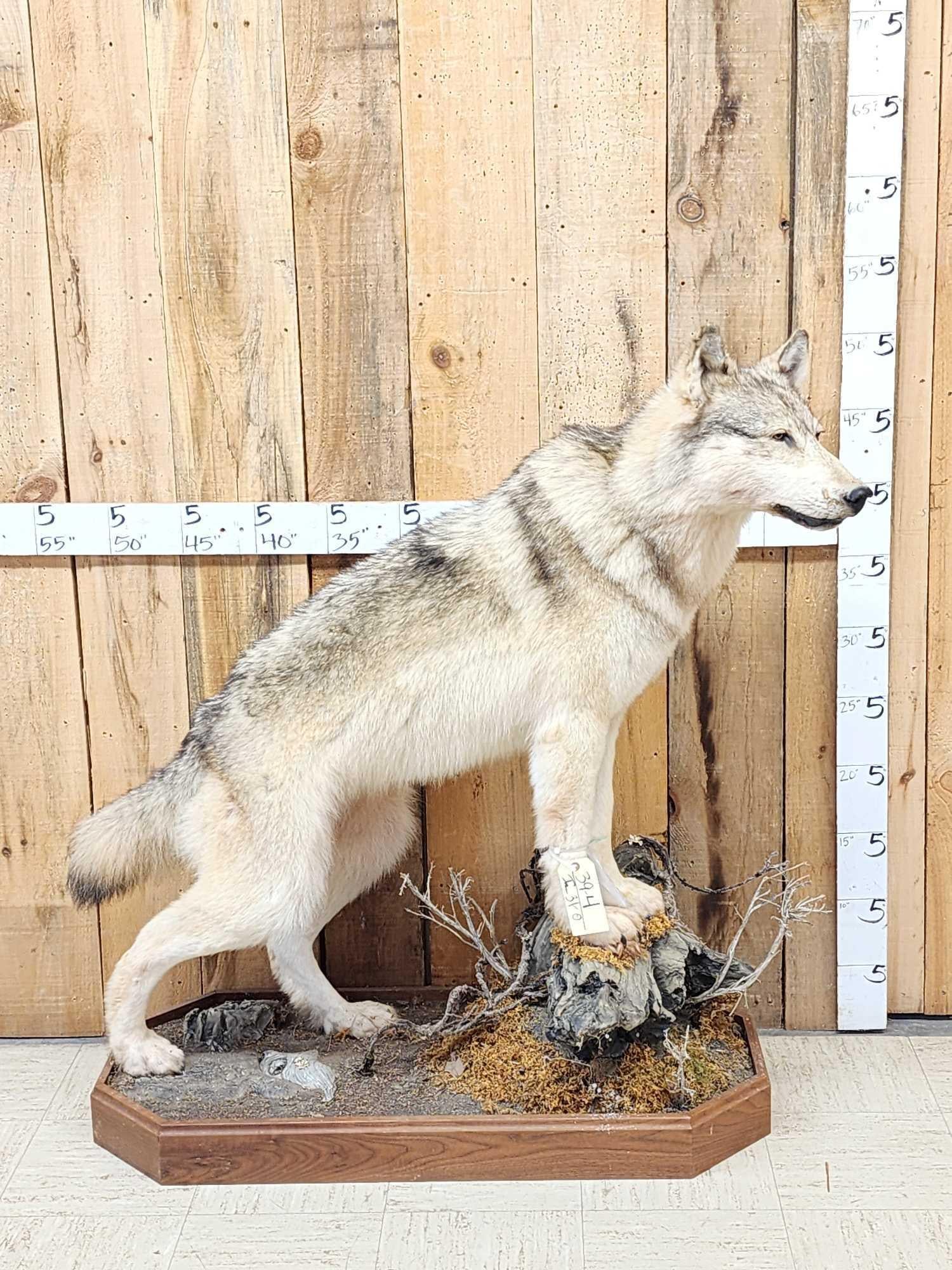 Canadian Wolf Full Body Taxidermy Mount: 39.4 Big wolf thick prime fur great colors on nice habitat base NOTE: We will be selling the skull from this mount in the very next lot
