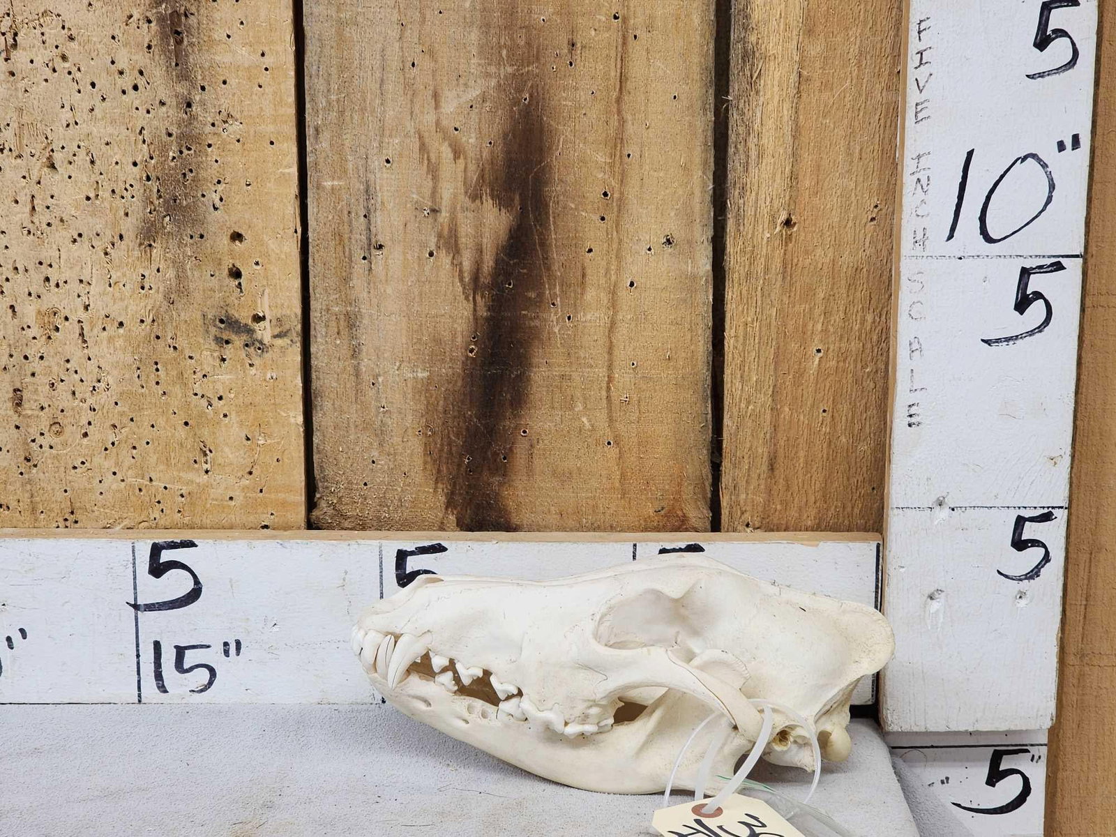 Canadian Wolf Skull Taxidermy: 39.30 This skull is from the mount in the previous lot great look!