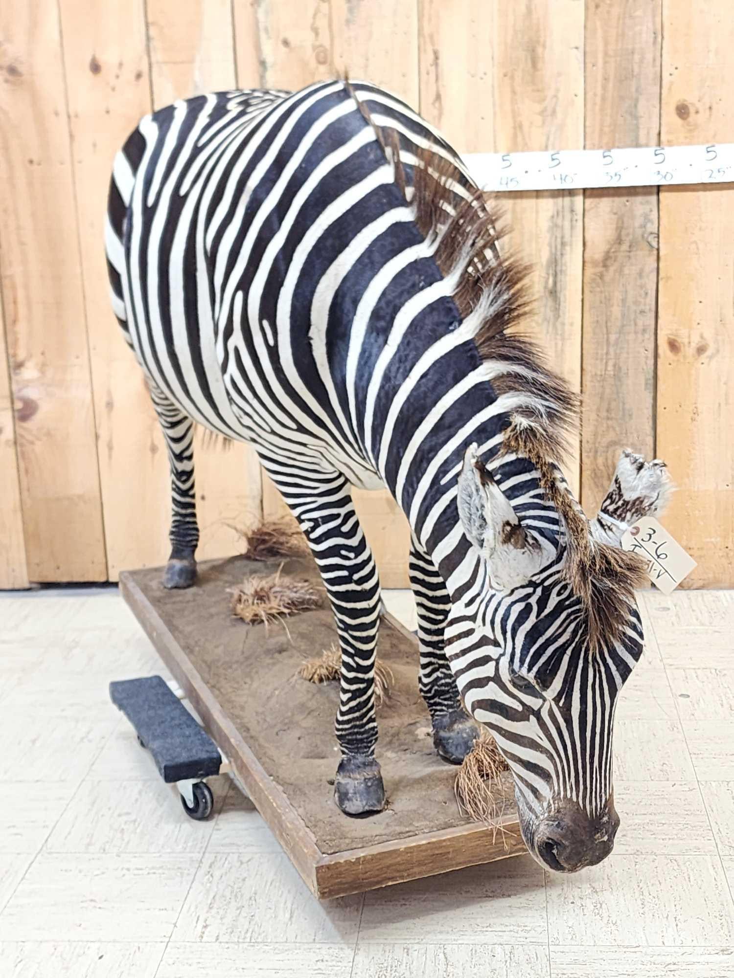 Awesome Zebra Full Body Taxidermy Mount: 3.6 Outstanding markings with zero shadowing big male zebra sniffing / foraging pose This guy was definitely a scrapper with natural ear bites mounted that way awesome piece on habitat base overall di