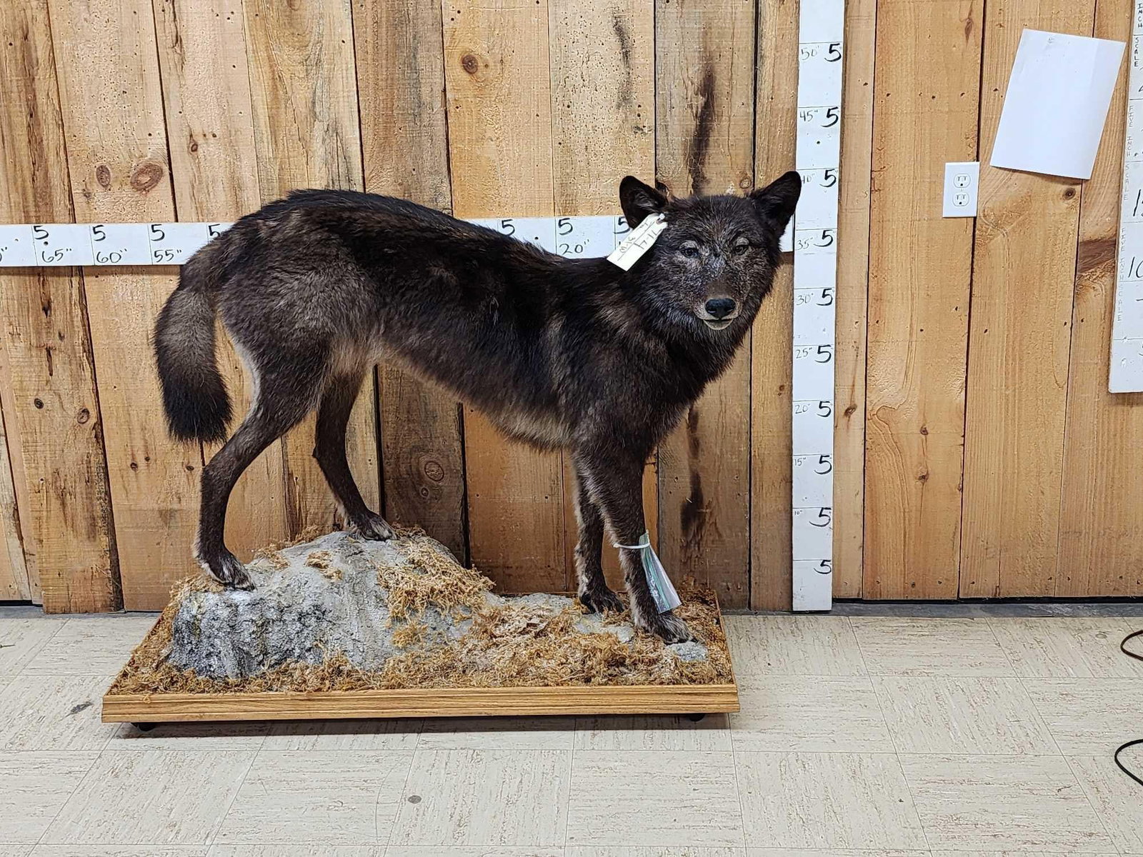 Alaskan Bkack Wolf Full Body Taxidermy Mount (1 of 8)