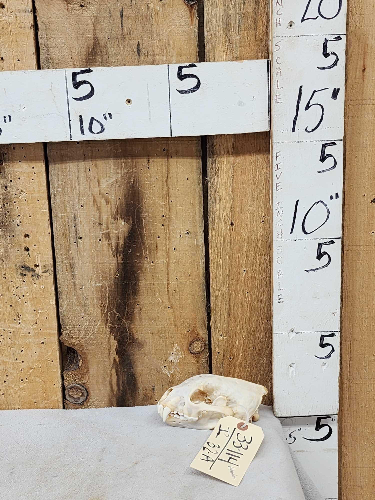 Canadian Wolverine Skull (1 of 5)