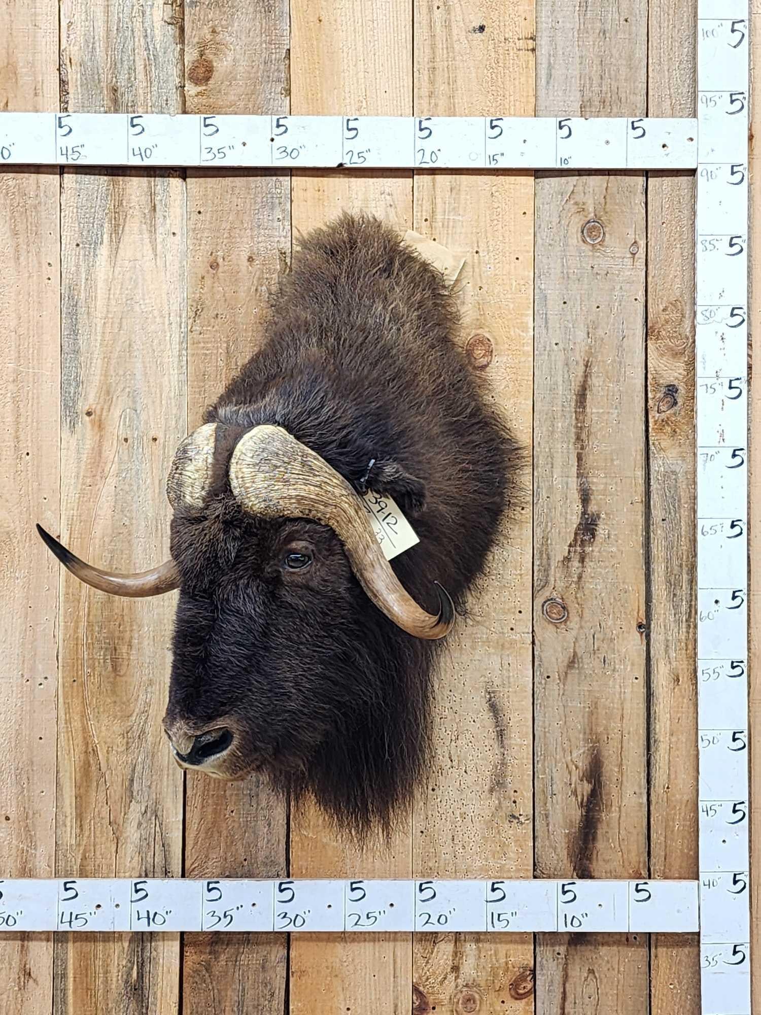 Musk Ox Shoulder Mount Taxidermy (1 of 5)