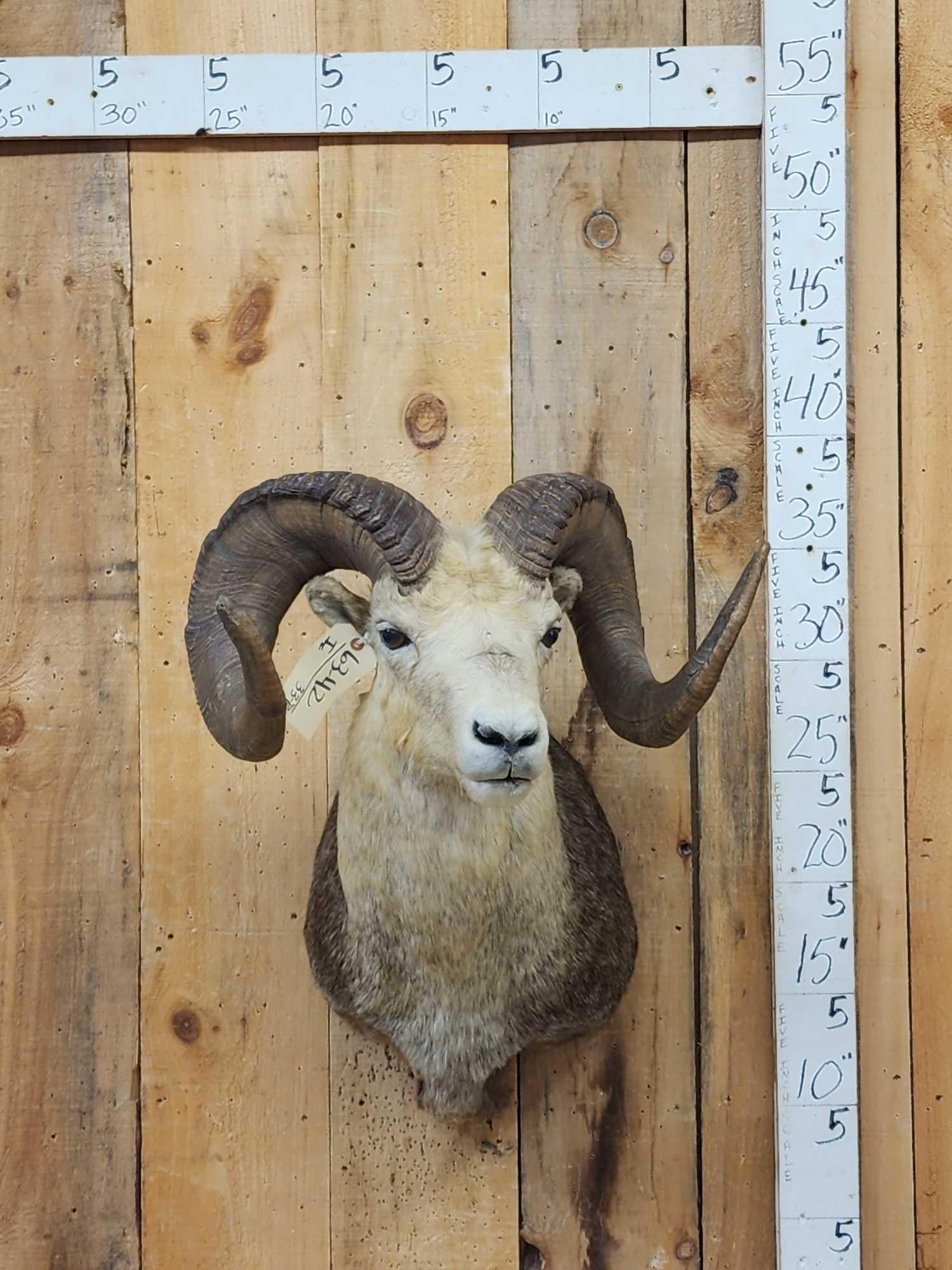 Stone Sheep Shoulder Mount Taxidermy (1 of 6)