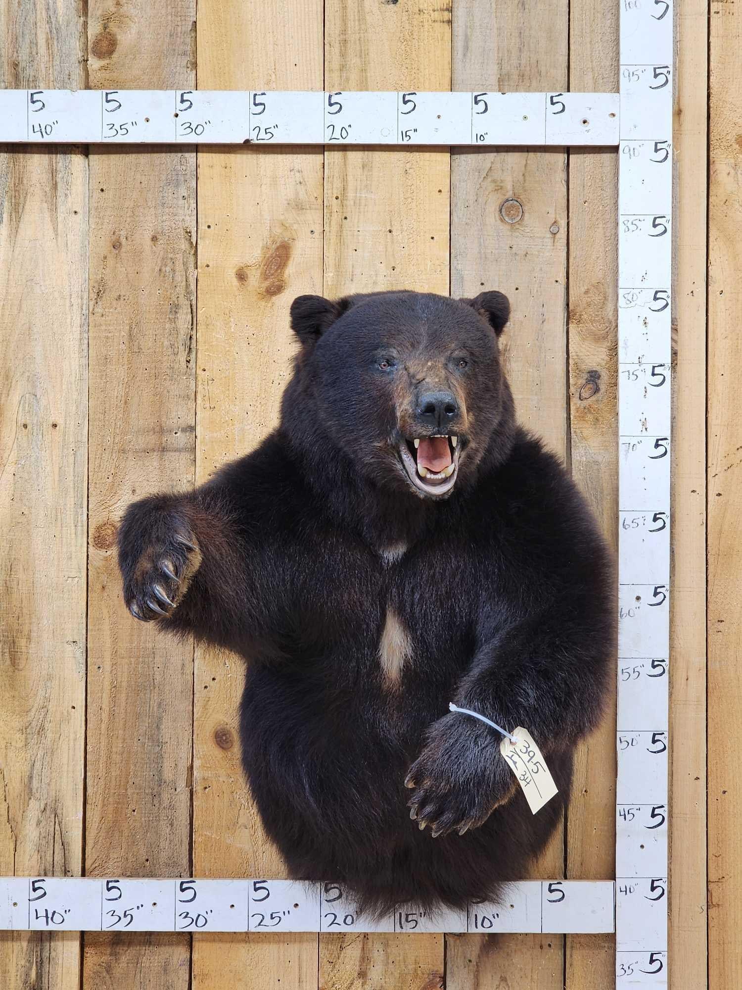 Monster Black Bear Half Body Taxidermy Mount: 39.5 Huge head big paws claws intact awesome look