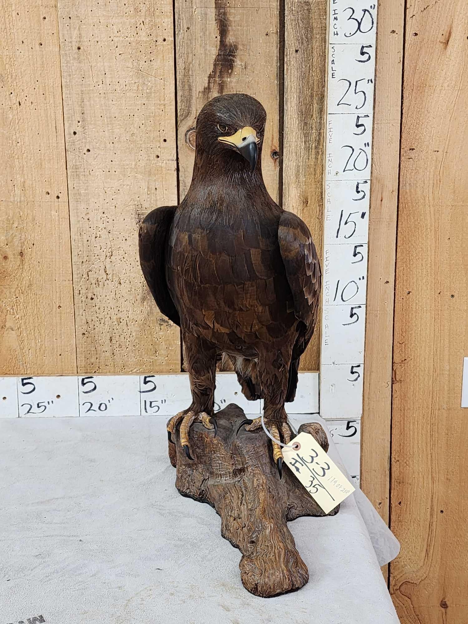 Spectacular 100% Reproduction Golden Eagle Full Body Bird Taxidermy (1 of 12)