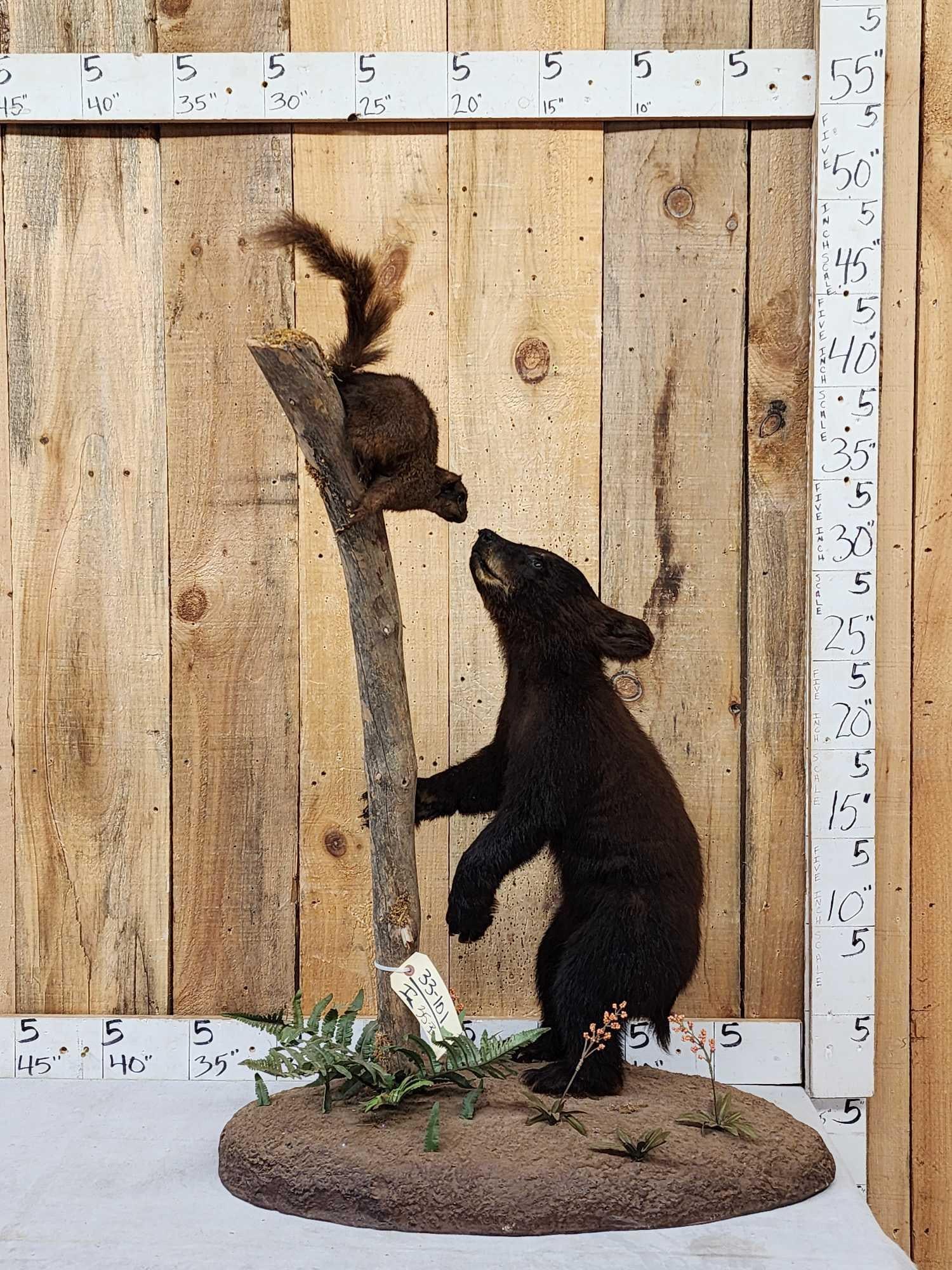 Black Bear Cub Checking Out A Squirrel Full Body Taxidermy Mount (1 of 13)