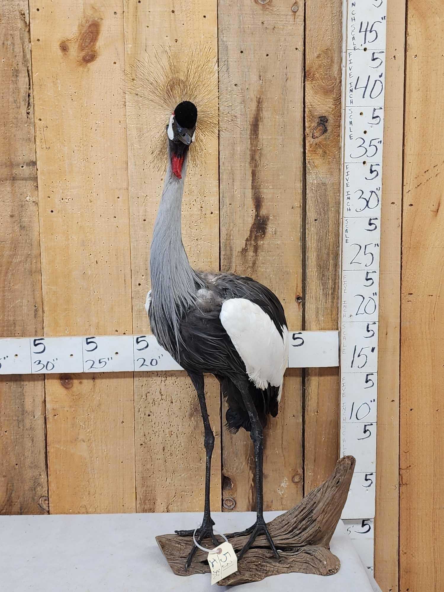 African Crowned Crane Full Body Bird Taxidermy: 53.1 Awesome looking mount recently done on driftwood base