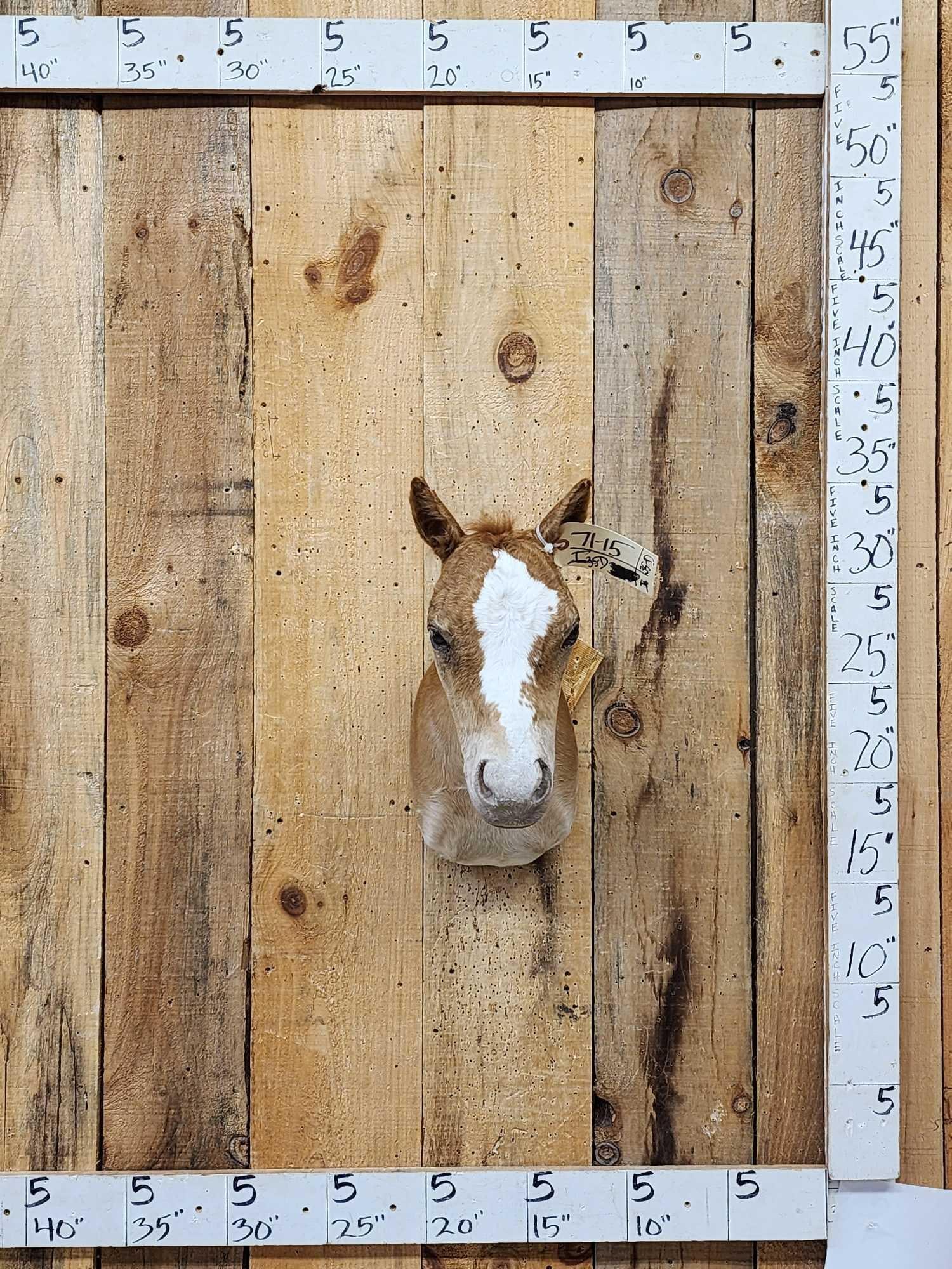 Baby Belgian Horse Colt Shoulder Mount Taxidermy (1 of 6)