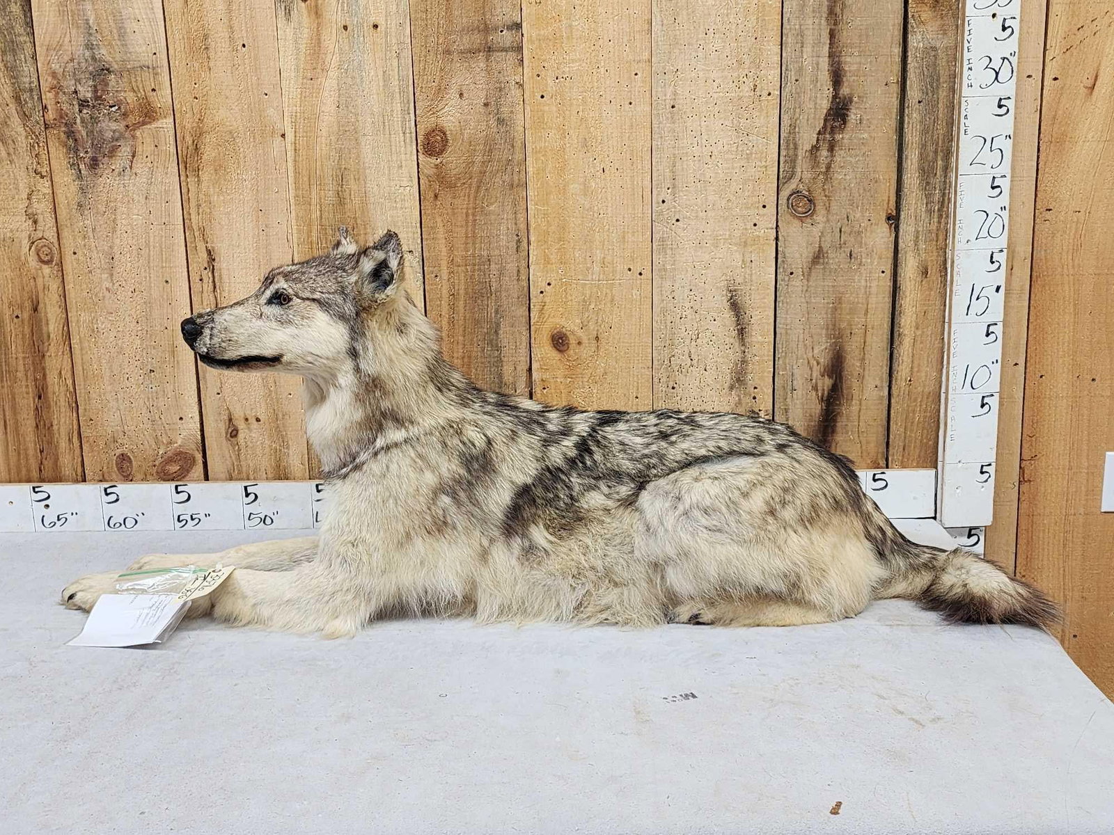 Canadian Wolf Laying Down Full Body Taxidermy Mount (1 of 7)