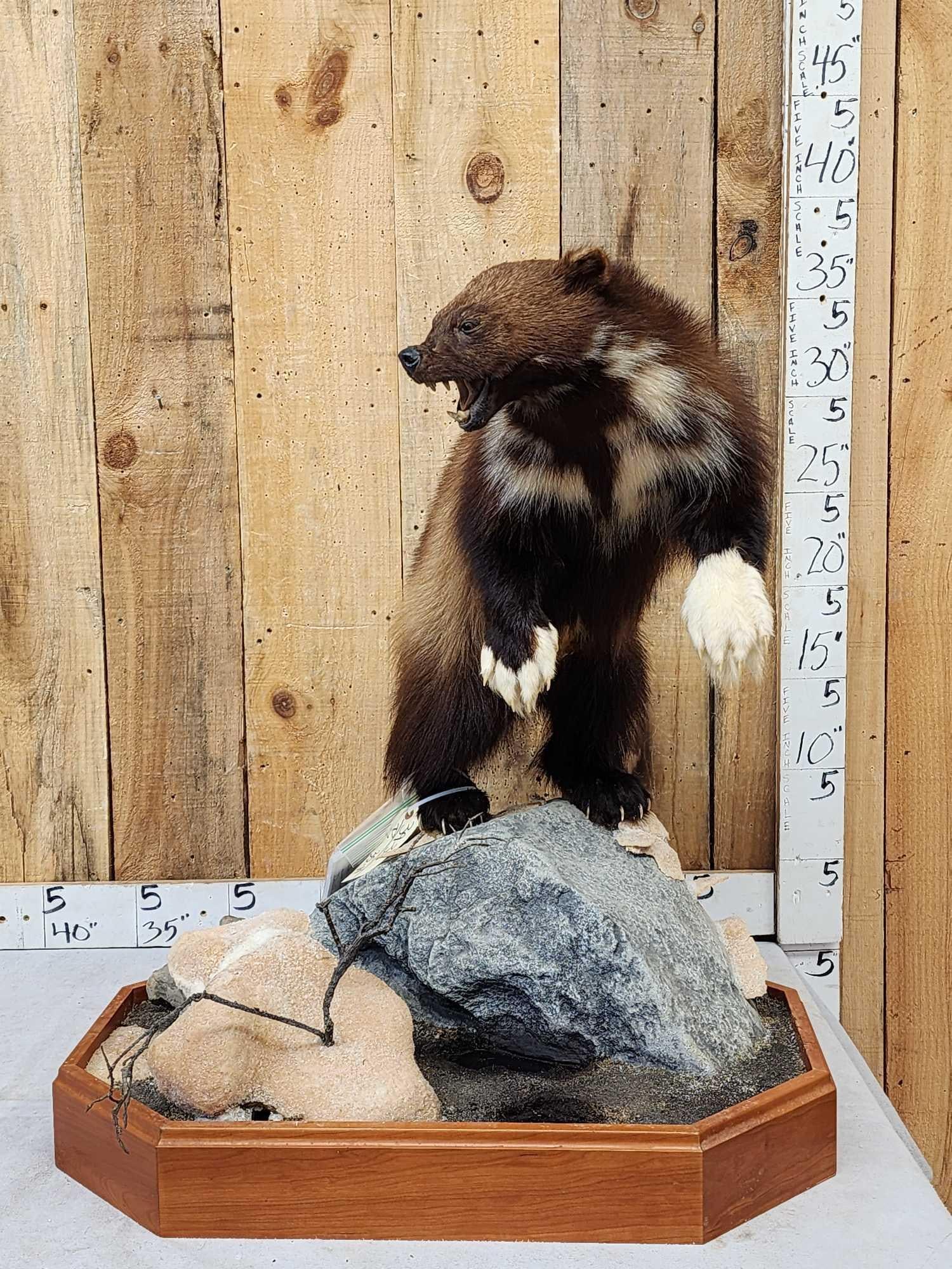 Spectacular Wolverine Full Body Taxidermy Mount: 39.38 Unbelievably cool markings with 2 front white paws thick prime fur a well done Taxidermy job this is one of the most unique wolverines you will find. Harvested in British Columbia on habitat bas