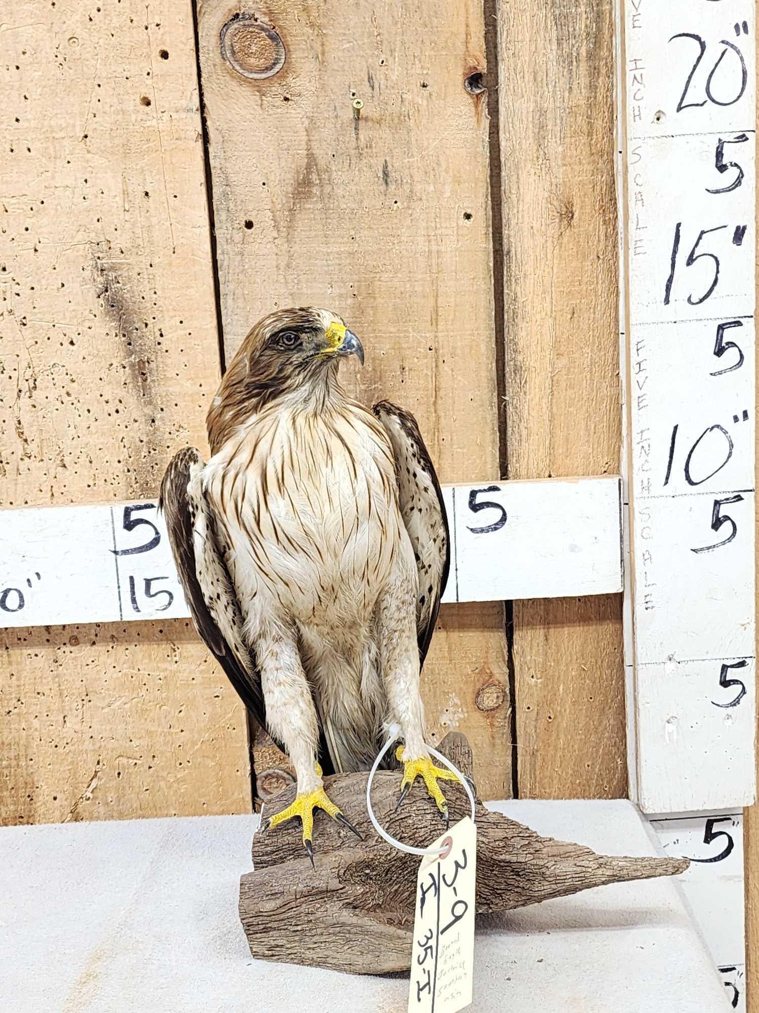 Rare Juvenile Asian Booted Eagle Full Body Bird Taxidermy (1 of 15)