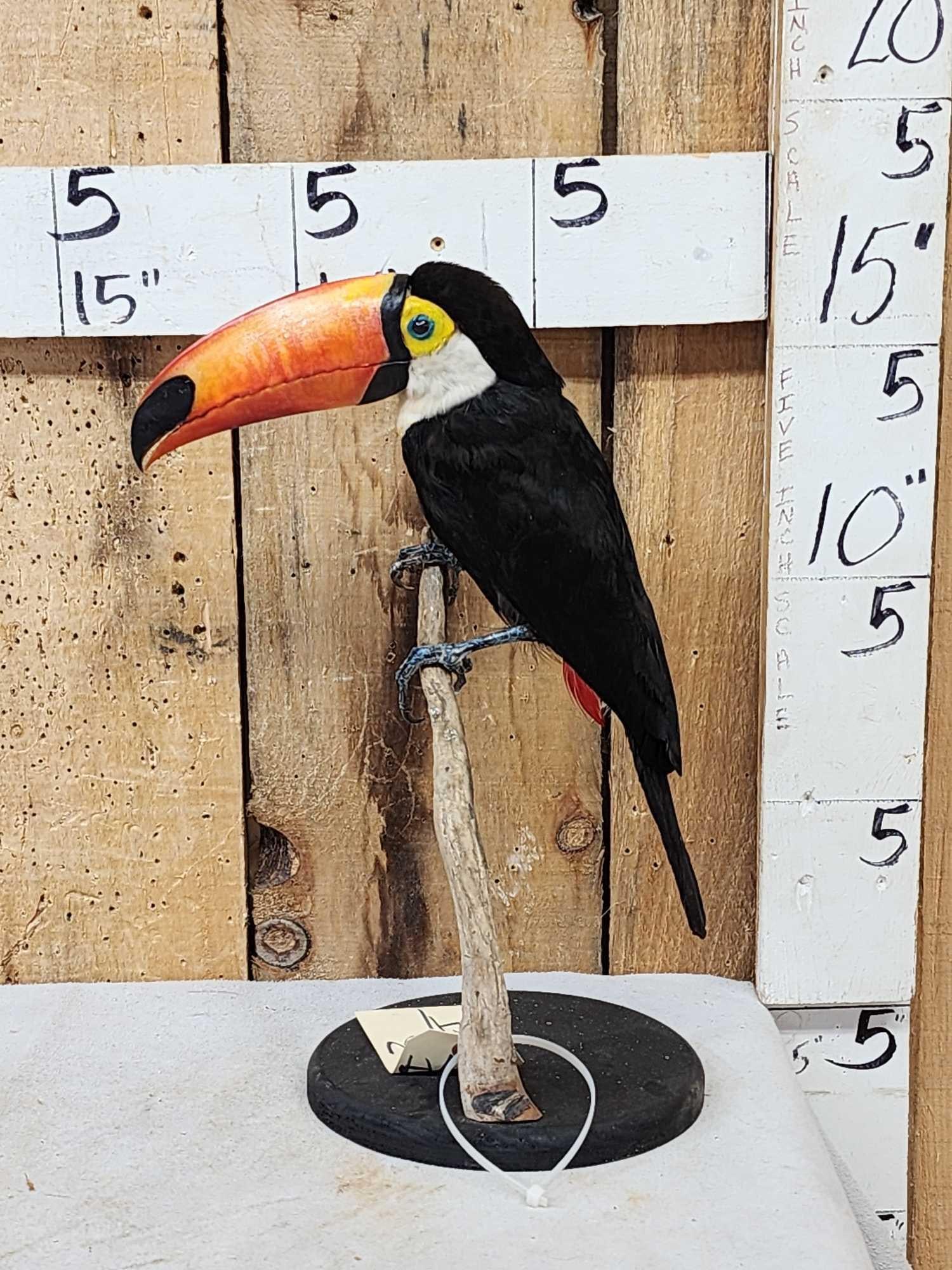 Toco Toucan Full Body Bird Taxidermy (1 of 6)