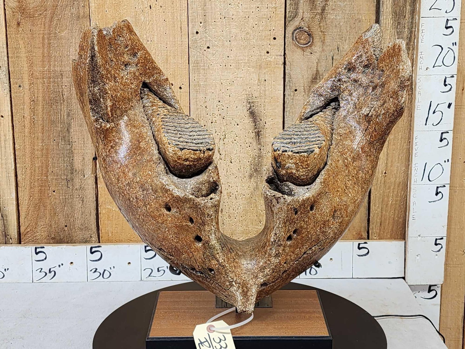 SPECTACULAR Woolly Mammoth Lower Jaw With Molars Fossil: 33.36 Weighing in at an impressive 60.1 Lbs this is without a doubt one of the most complete specimens we have had the pleasure of offering for auction . The root structure on the molars gives us a co