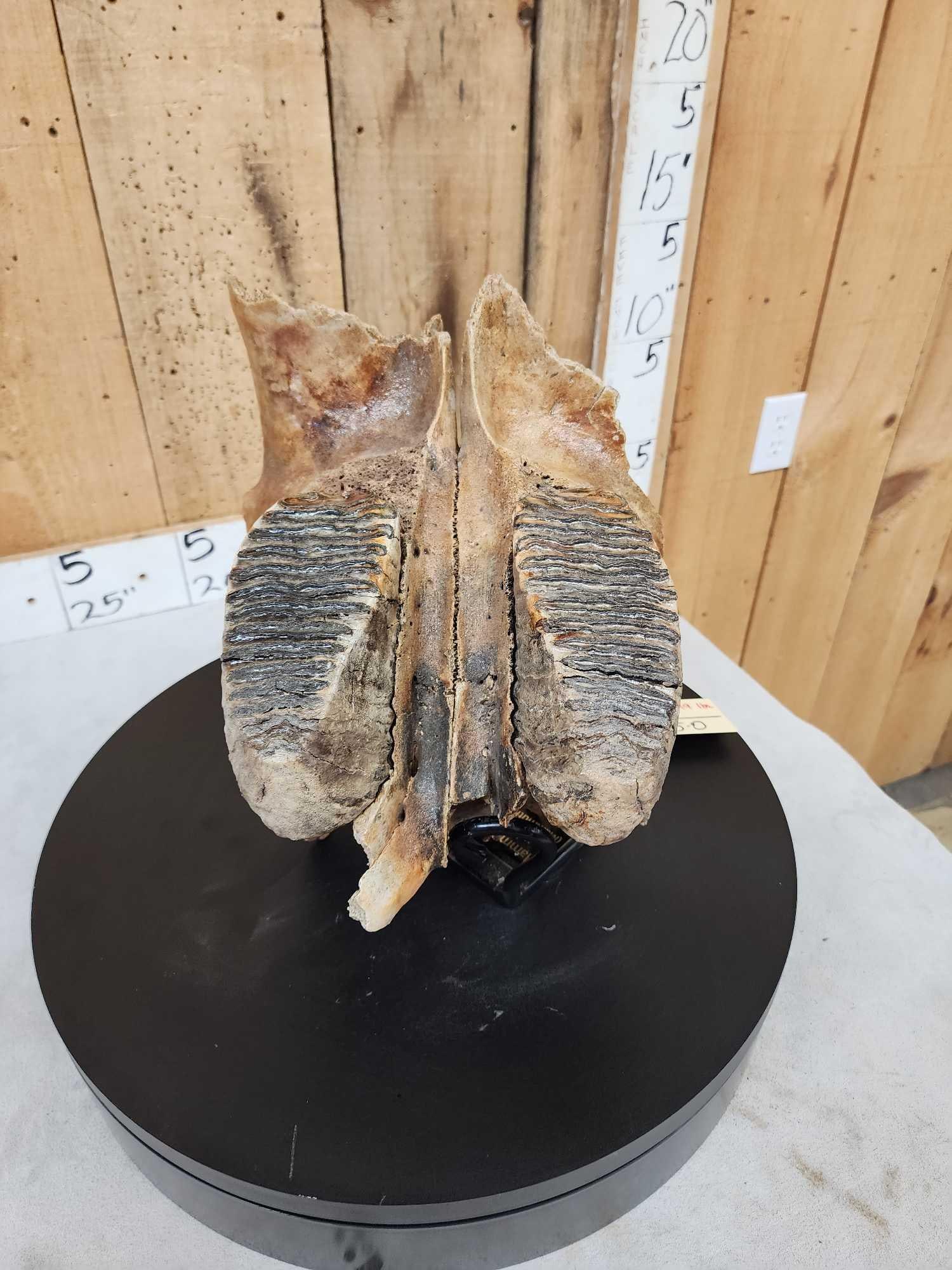 Awesome Ancient Woolly Mammoth Upper Jaw Section With Molars Fossil: 33.39 Weight 19 Lbs Awesome piece of ancient history found on the River Rhine in Germany this is one of several great specimens from a private collection to be offered at this auction with custom made