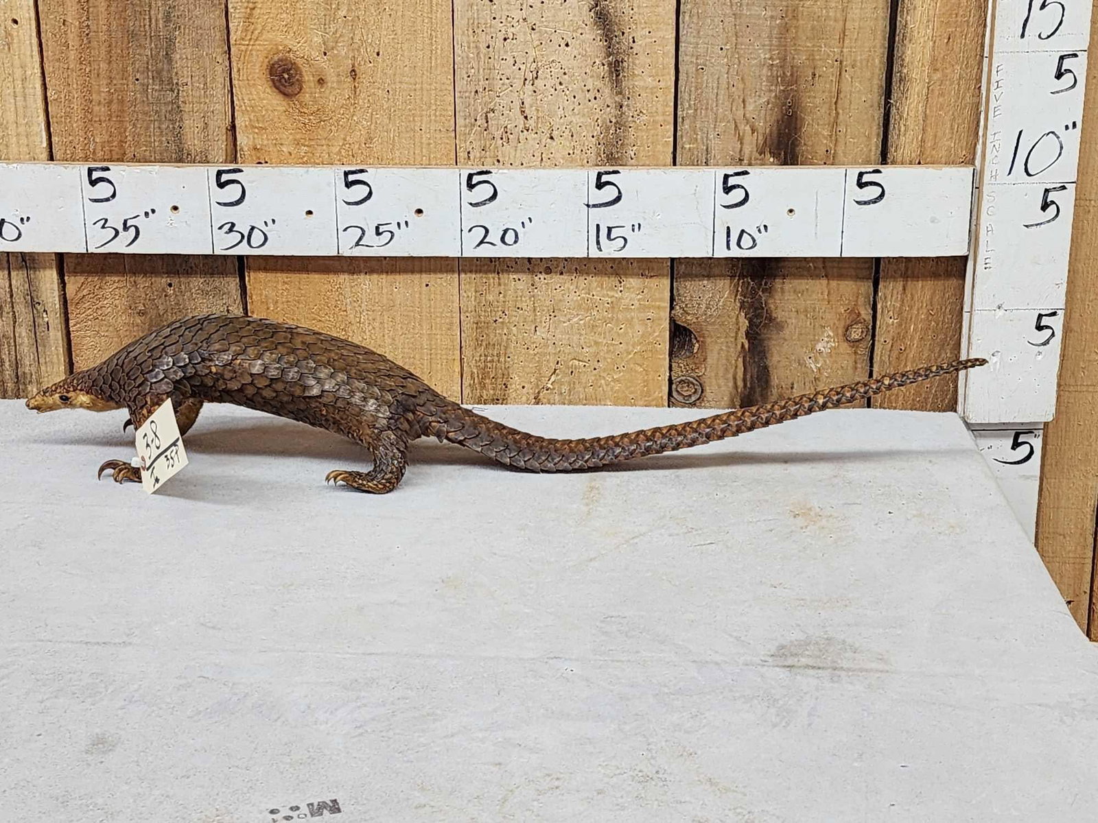Super Rare African Long - Tailed Pangolin Full Body Taxidermy Mount: 3.8 In over 25 years of selling Taxidermy at auction this is the FIRST one we have ever offered for consideration take advantage of this opportunity to invest in this rare specimen for your collection