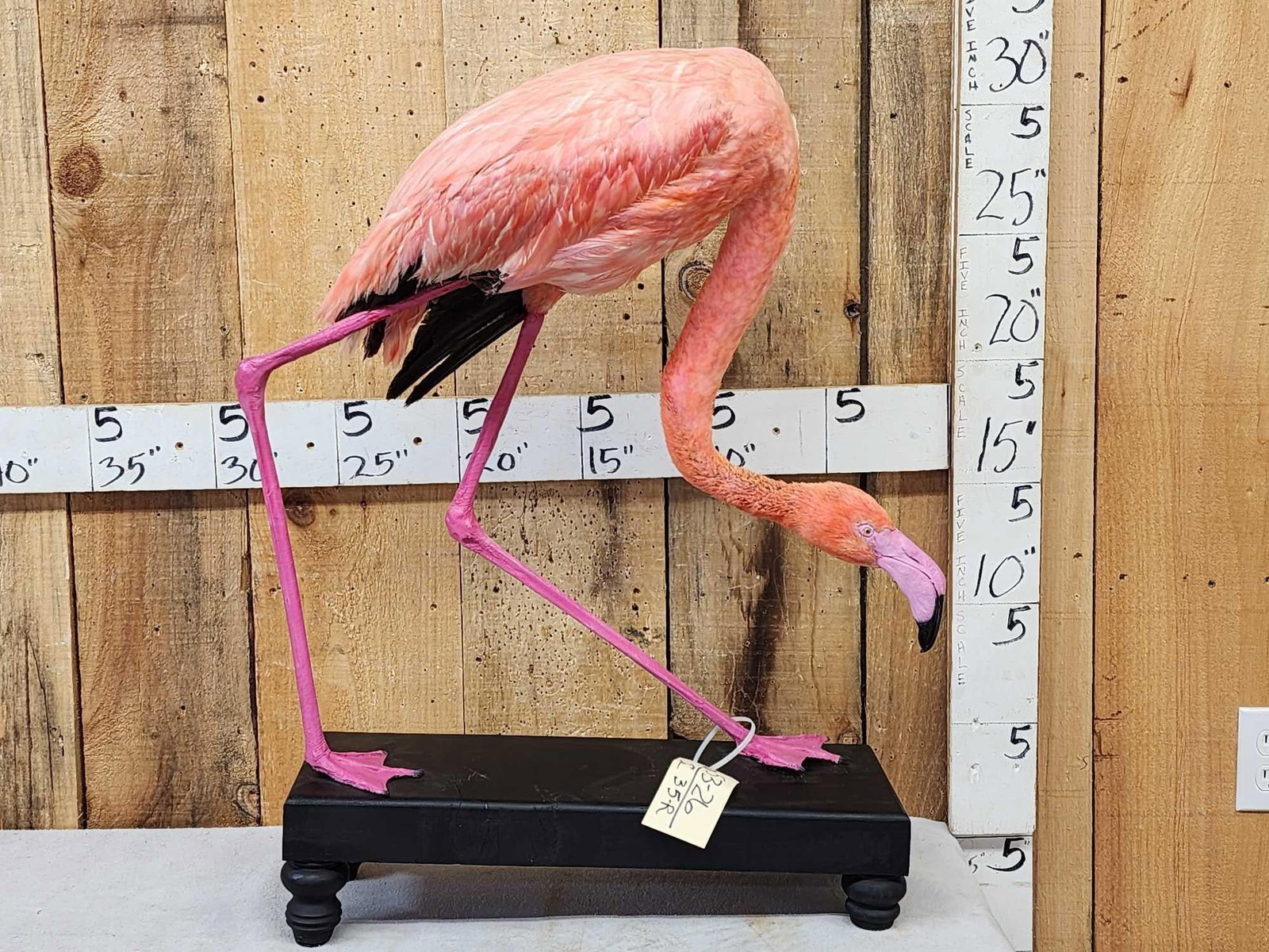 Chilean Flamingo Full Body Bird Taxidermy: 53.26 Awesome looking mount recently done natural stalking pose vibrant colors