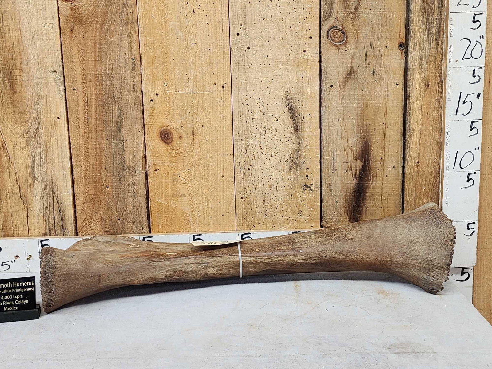 Spectacular Woolly Mammoth Leg Bone Fossil: 33.110 Weight 29.4 Lbs Fairly complete specimen great patina one of several Woolly Mammoth specimens from a private estate collection offered at this auction
