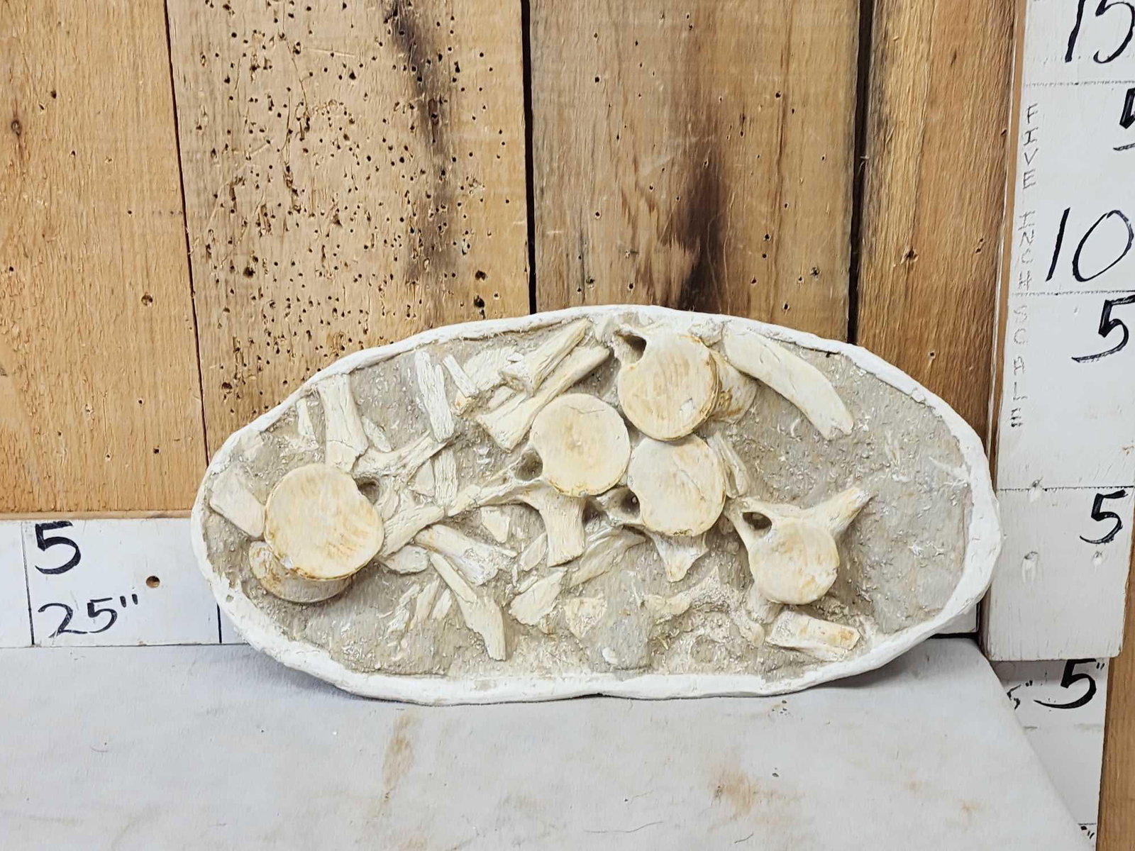 Cluster Of Dinosaur Bones In Matrix Fossil: 33.41 Millions of years old great look about 3" thick