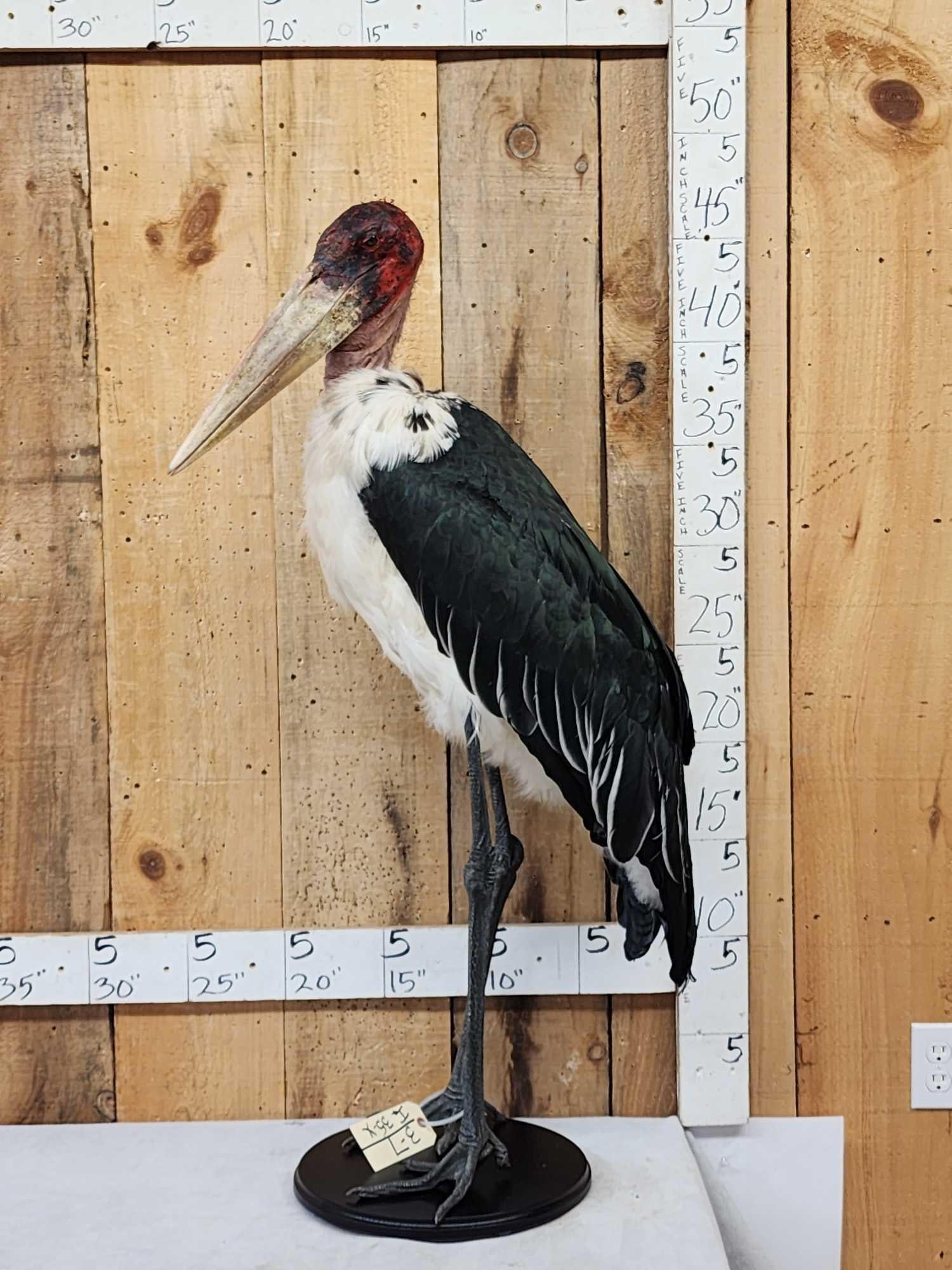 Rare African Marabou Stork Full Body Bird Taxidermy: 3.7 Brand new mount great Taxidermy Artwork also know as the undertaker bird In over 25 years of selling Taxidermy at auction this is only the SECOND one we have ever offered for consideration take ad
