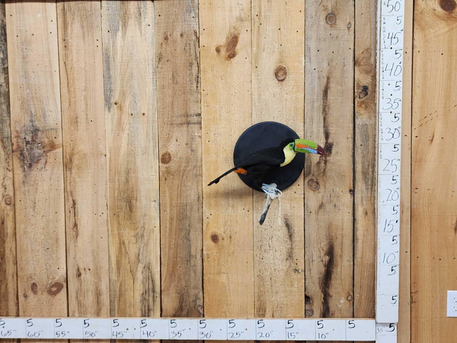 Keel-Billed Toucan Full Body Bird Taxidermy: 53.34 Very well done mount great Taxidermy Artwork hard to find Bird take advantage of this opportunity to invest in this world class specimen for your collection