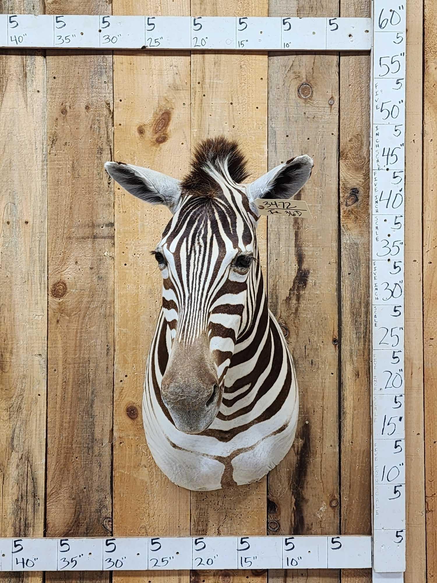 Gorgeous African Zebra Shoulder mount great: 34.74 Recent mount great colors great markings nice piece