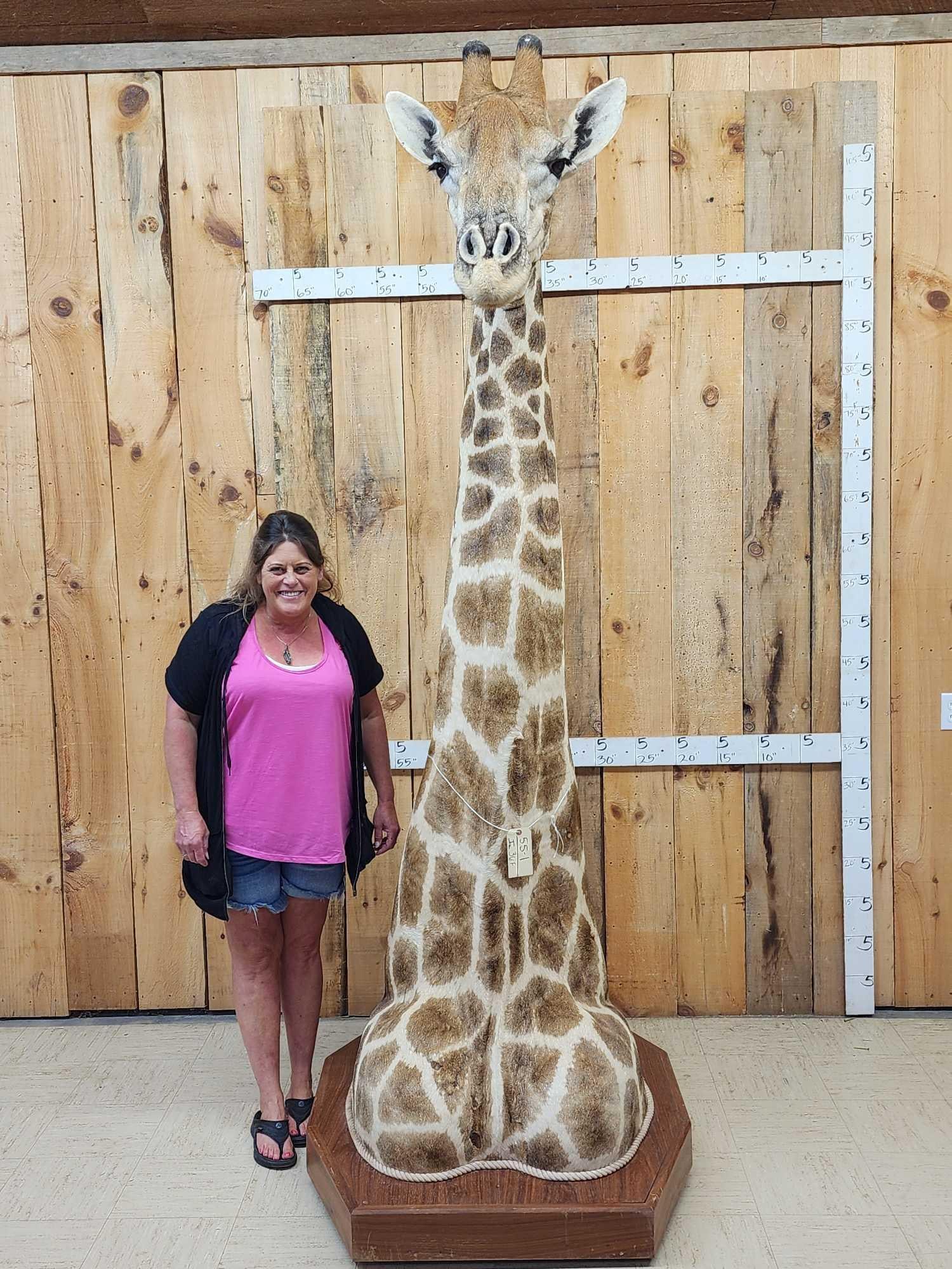 Spectacular Giraffe Floor Pedestal Taxidermy Mount: 55.1 Very well done mount excellent markings nice Taxidermy artwork about 9' tall x 37" wide at the base x 56" deep