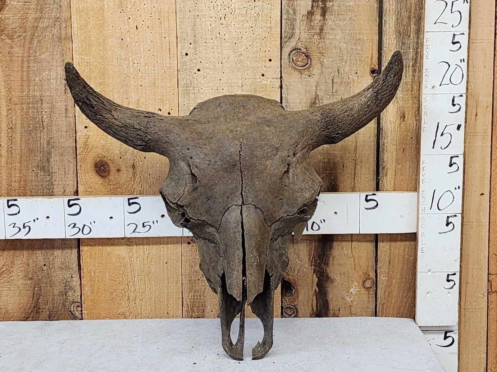 Ancient American Bison Buffalo Skull Fossilized Fossil: 74.3 Another incredible find from Western Iowa this is one of the most complete specimens you will find !While most specimens found are predominantly just the skull cap , this one includes 90% of the 
