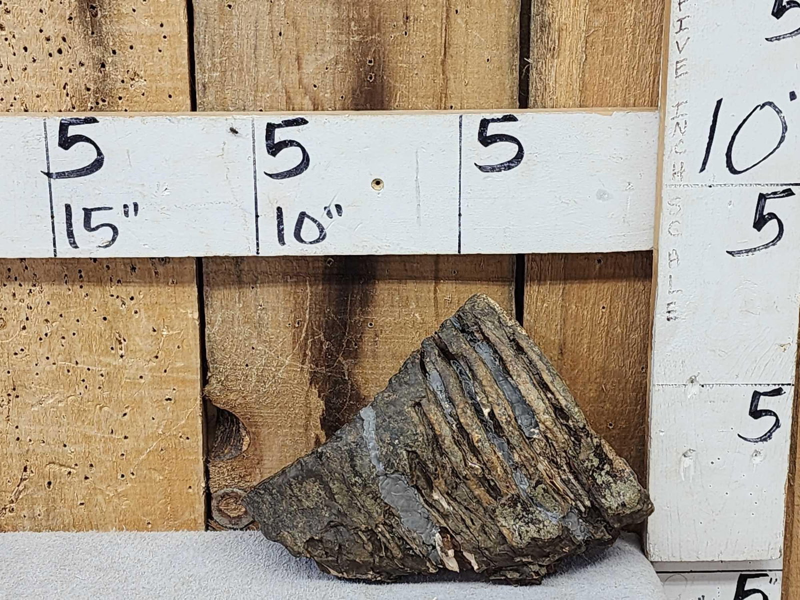 Ancient Woolly Mammoth Molar Fossilized Fossil (1 of 5)